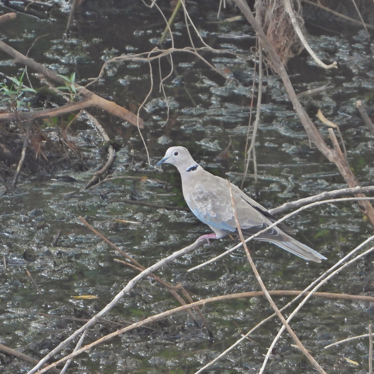 Collared Dove 10
