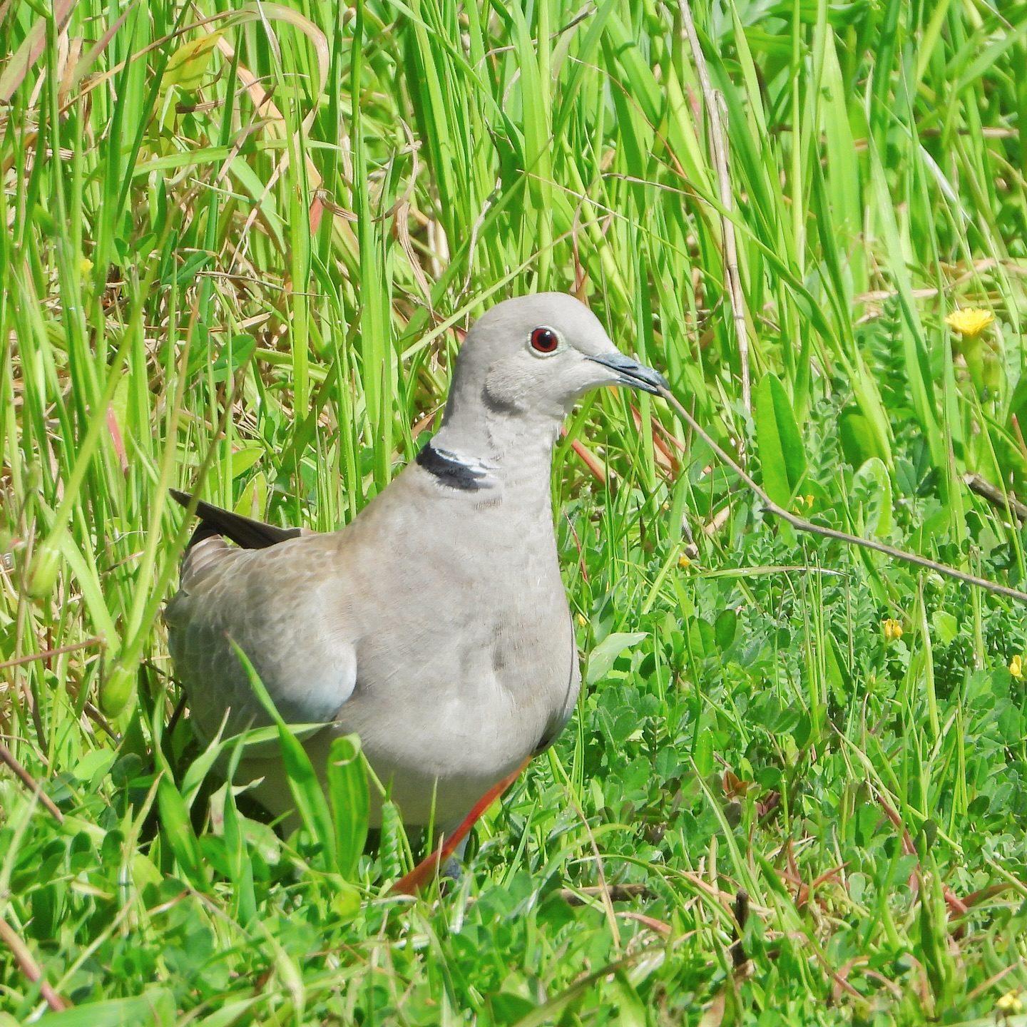 Collared Dove 9