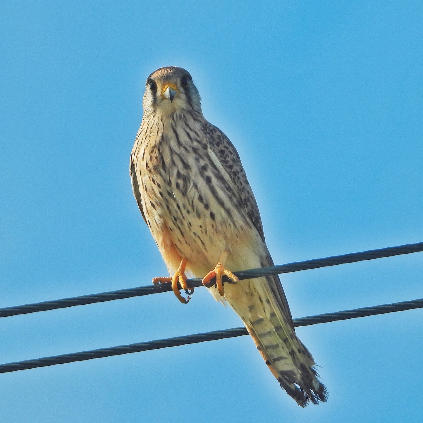 Common Kestrel 11