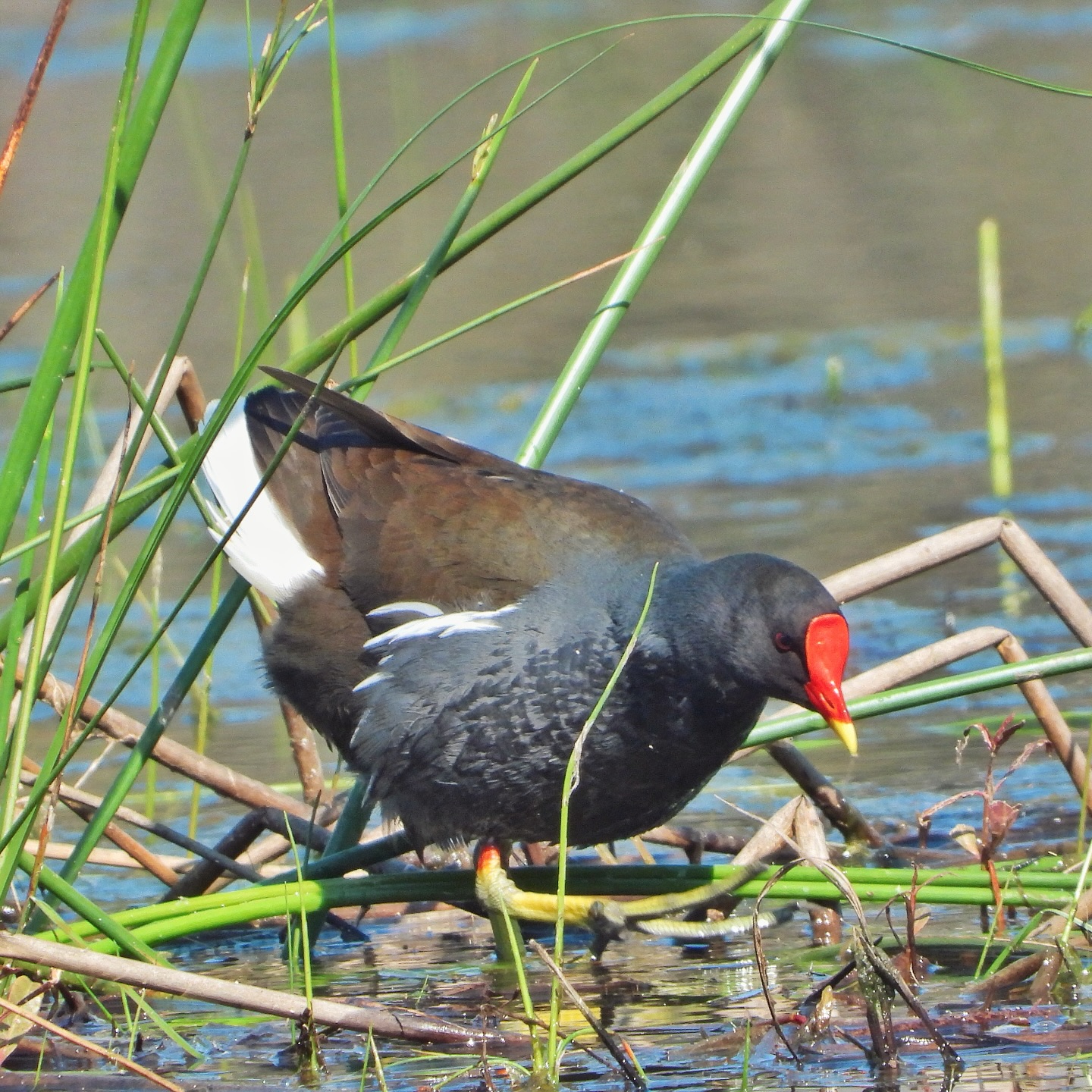 Common Moorhen 15