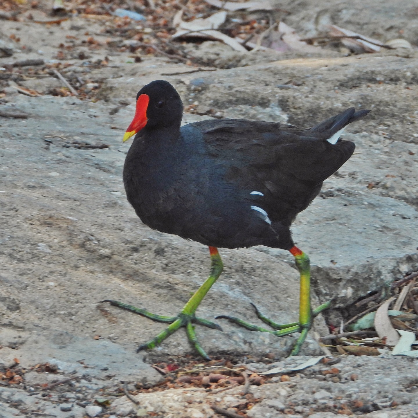 Common Moorhen 16
