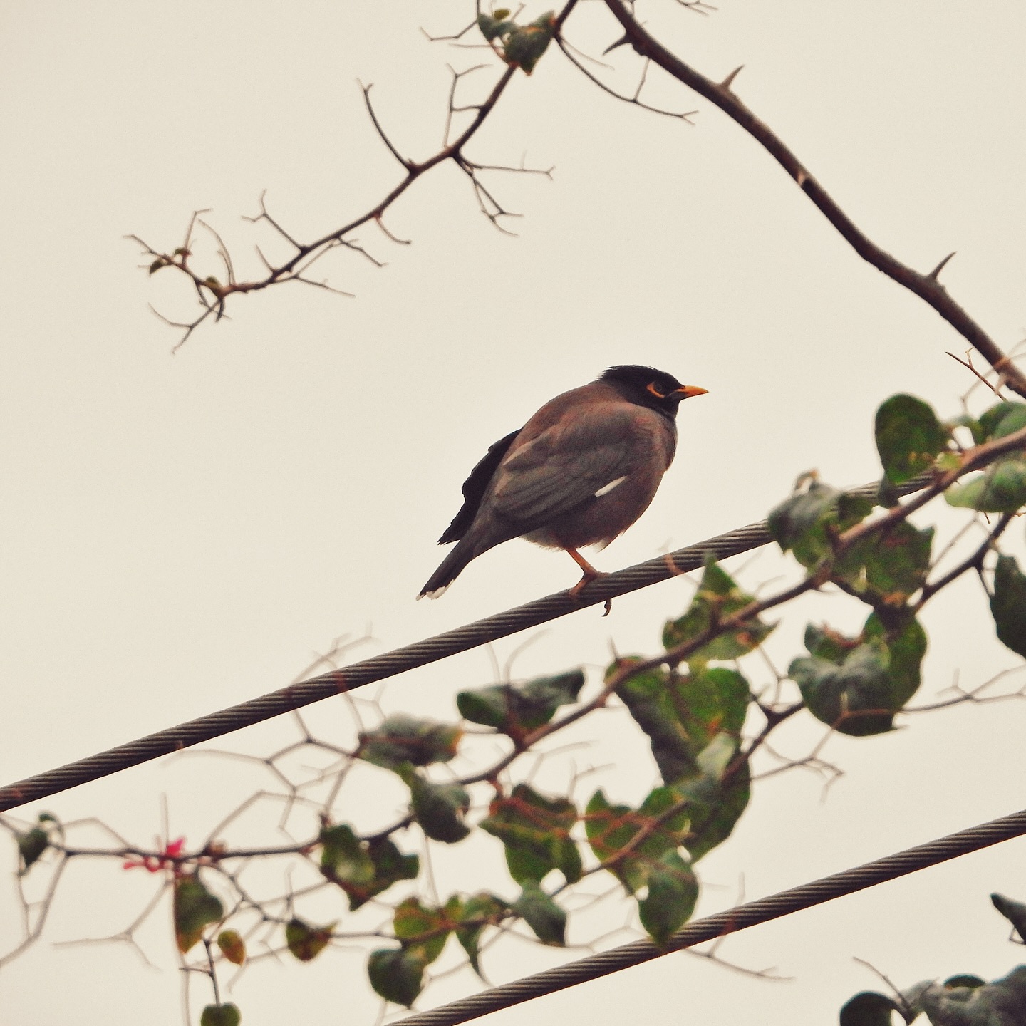 Common Myna 25