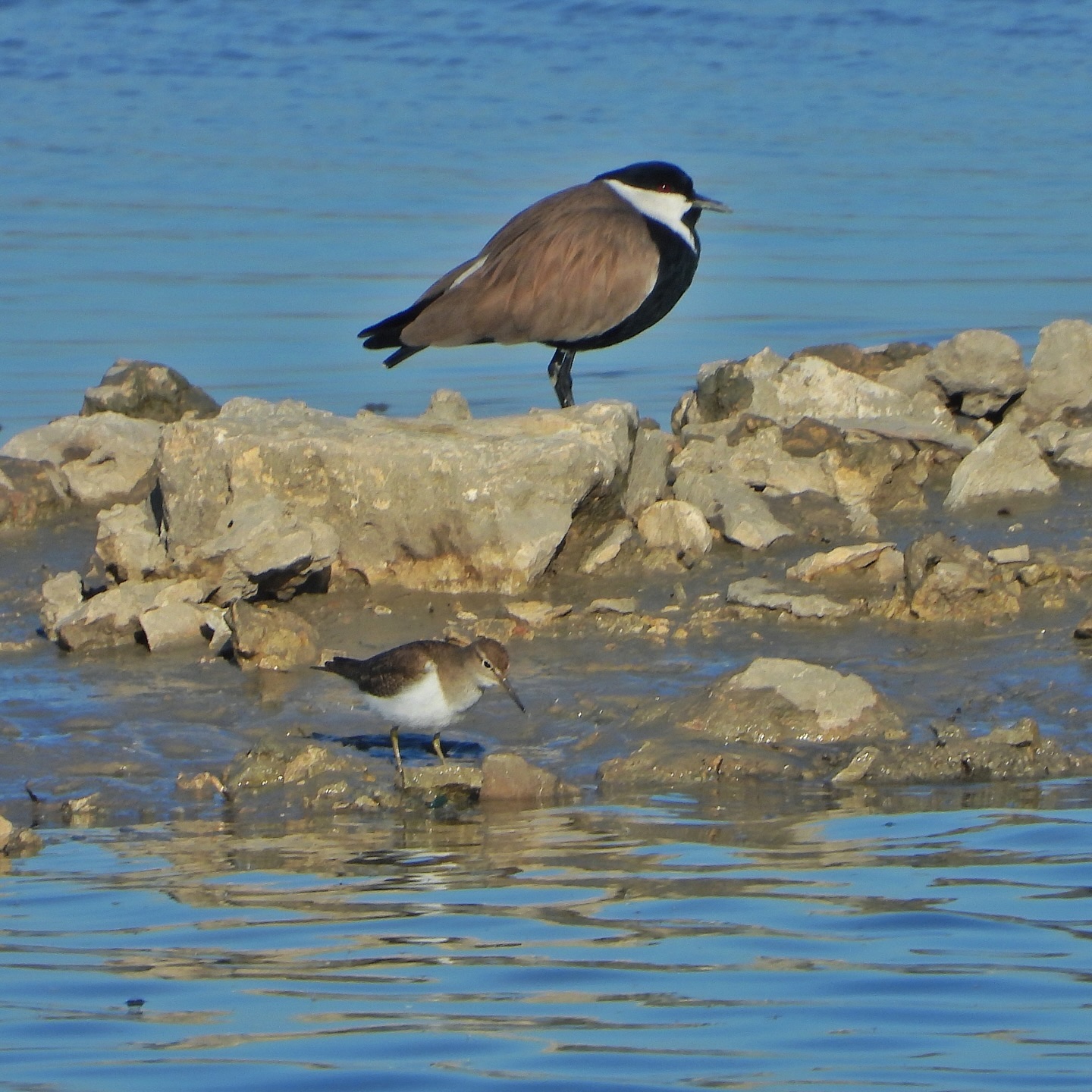 Common Sandpiper