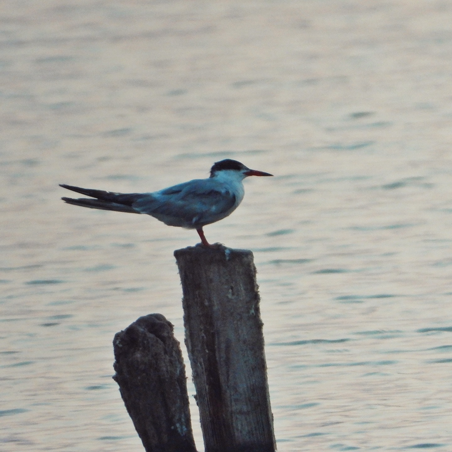 laridae