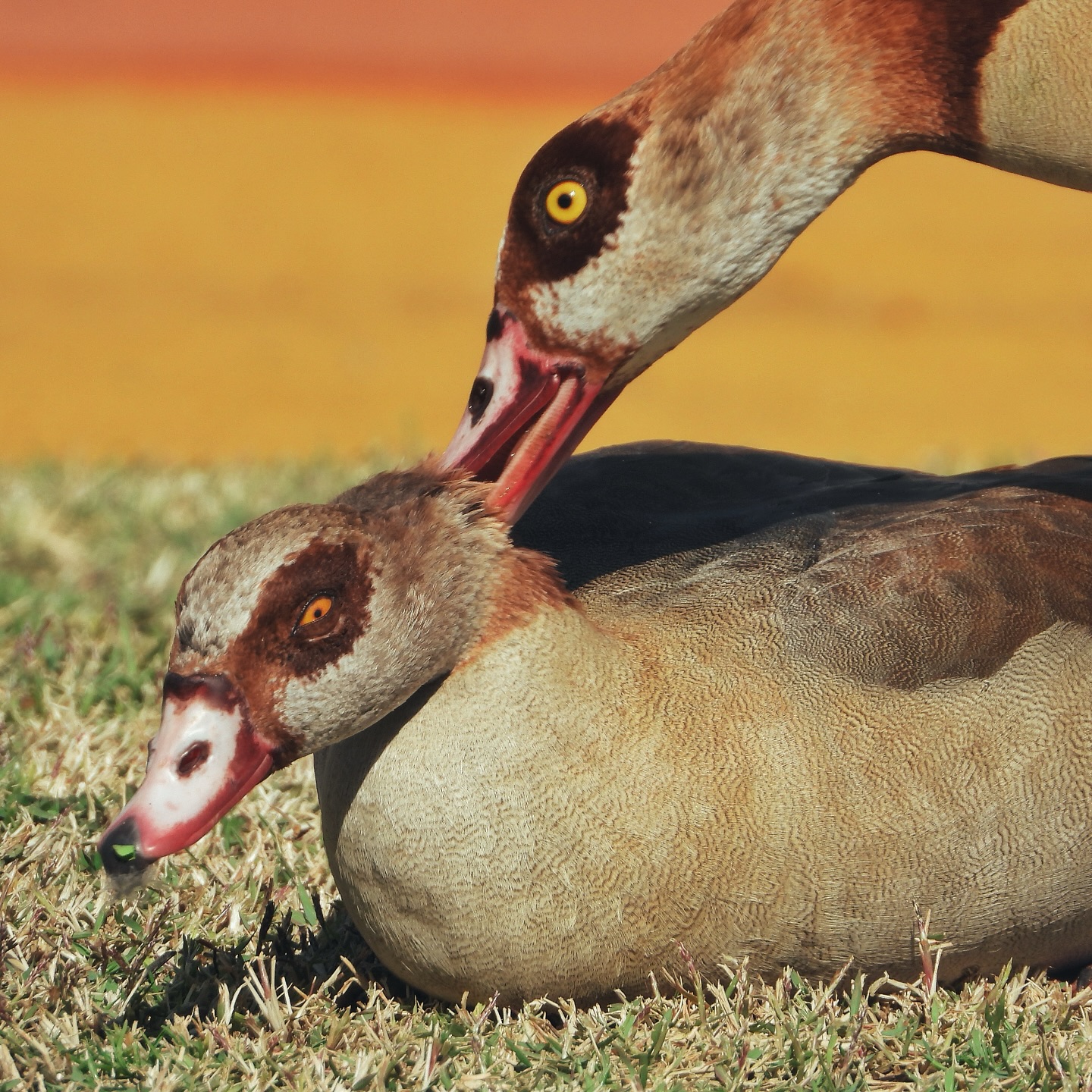 Egyptian Goose