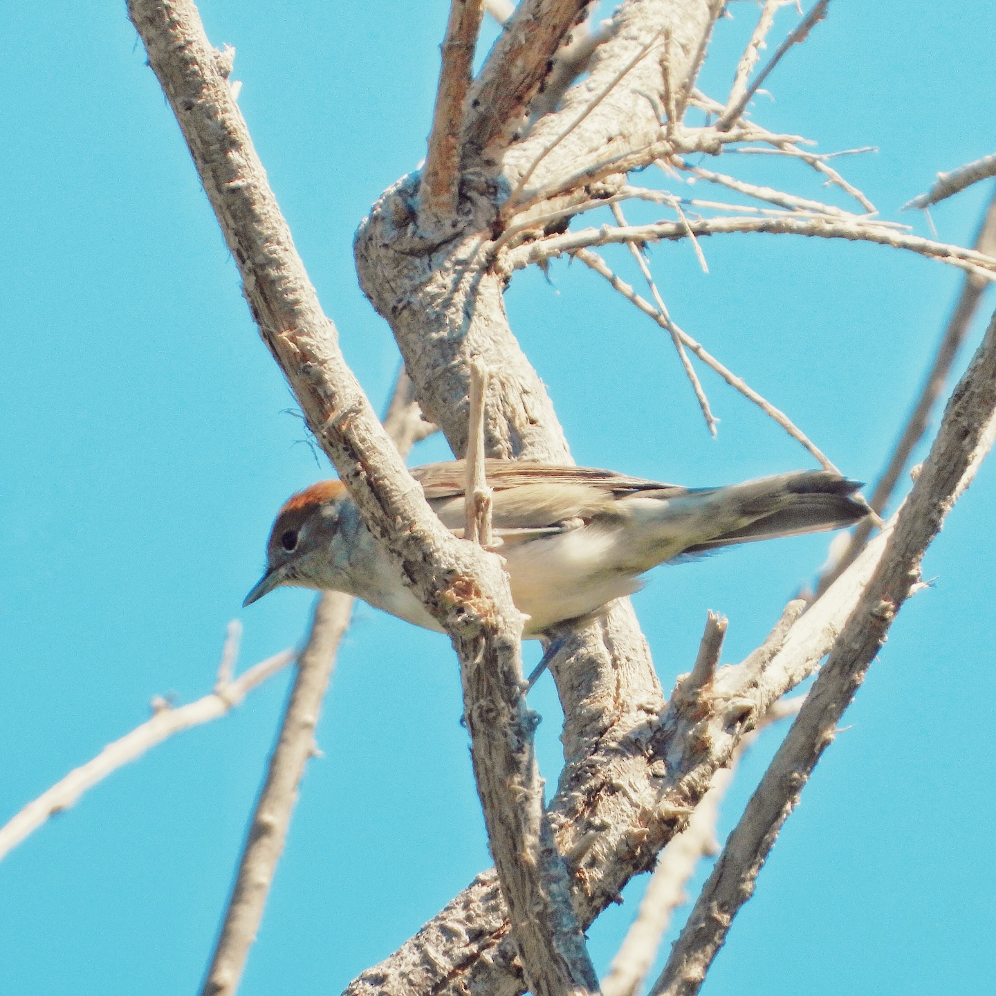 Eurasian Blackcap 3