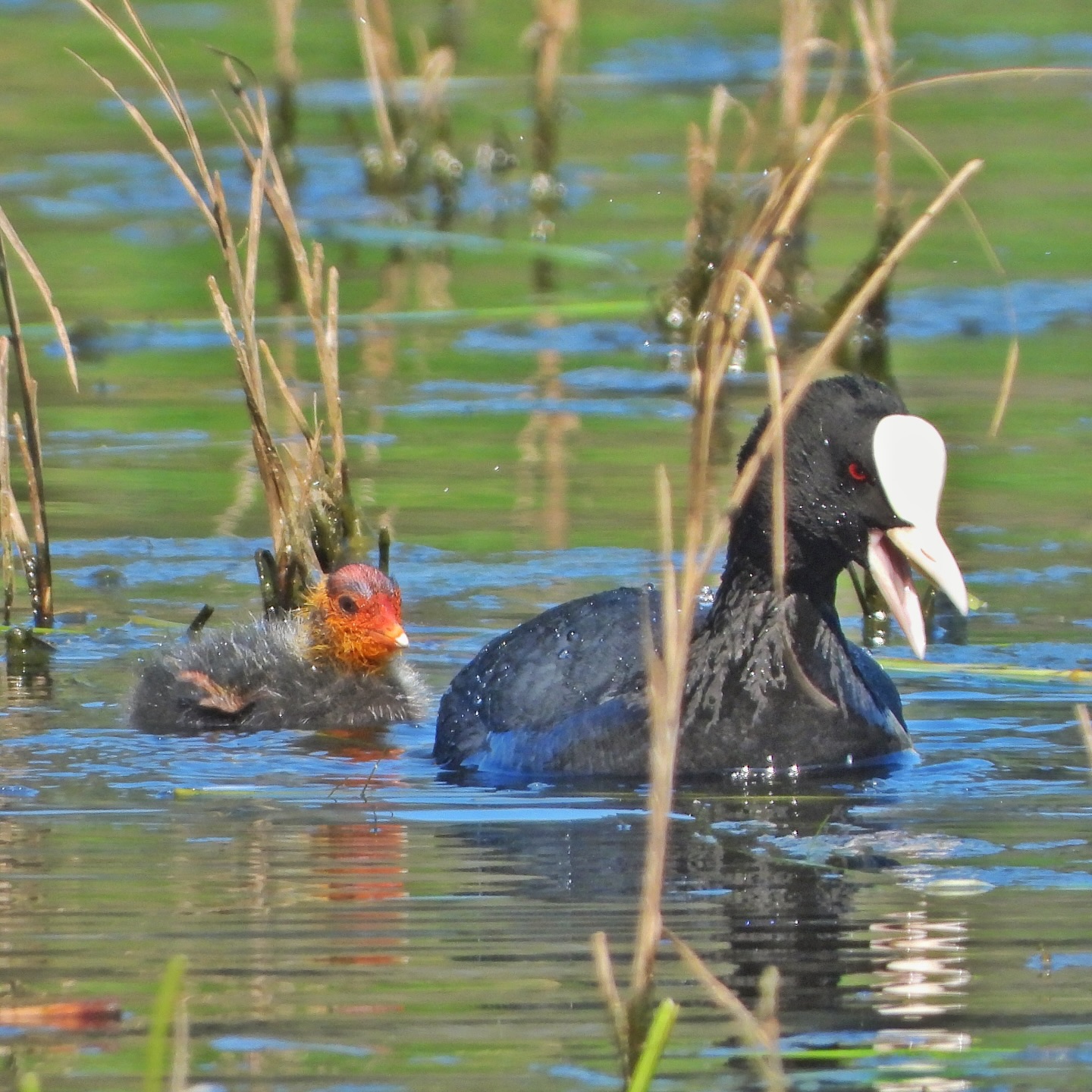 Eurasian Coot 16