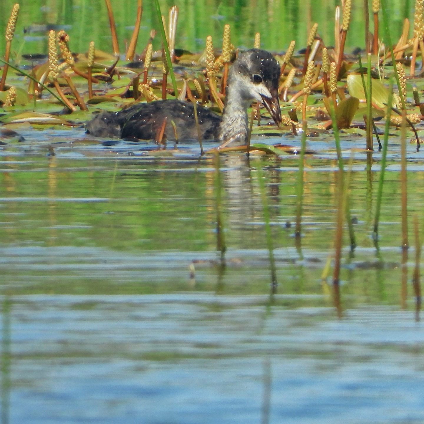 Eurasian Coot 18