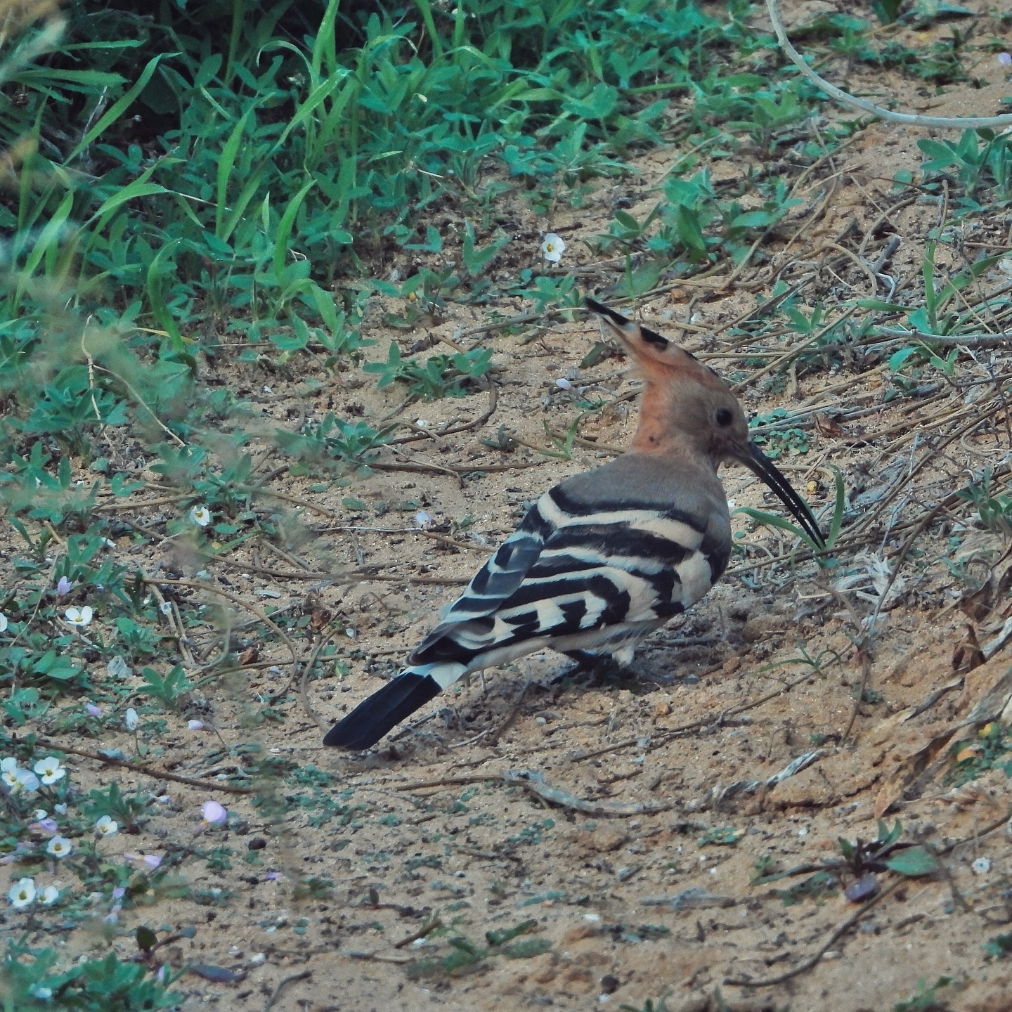 Eurasian Hoopoe 14