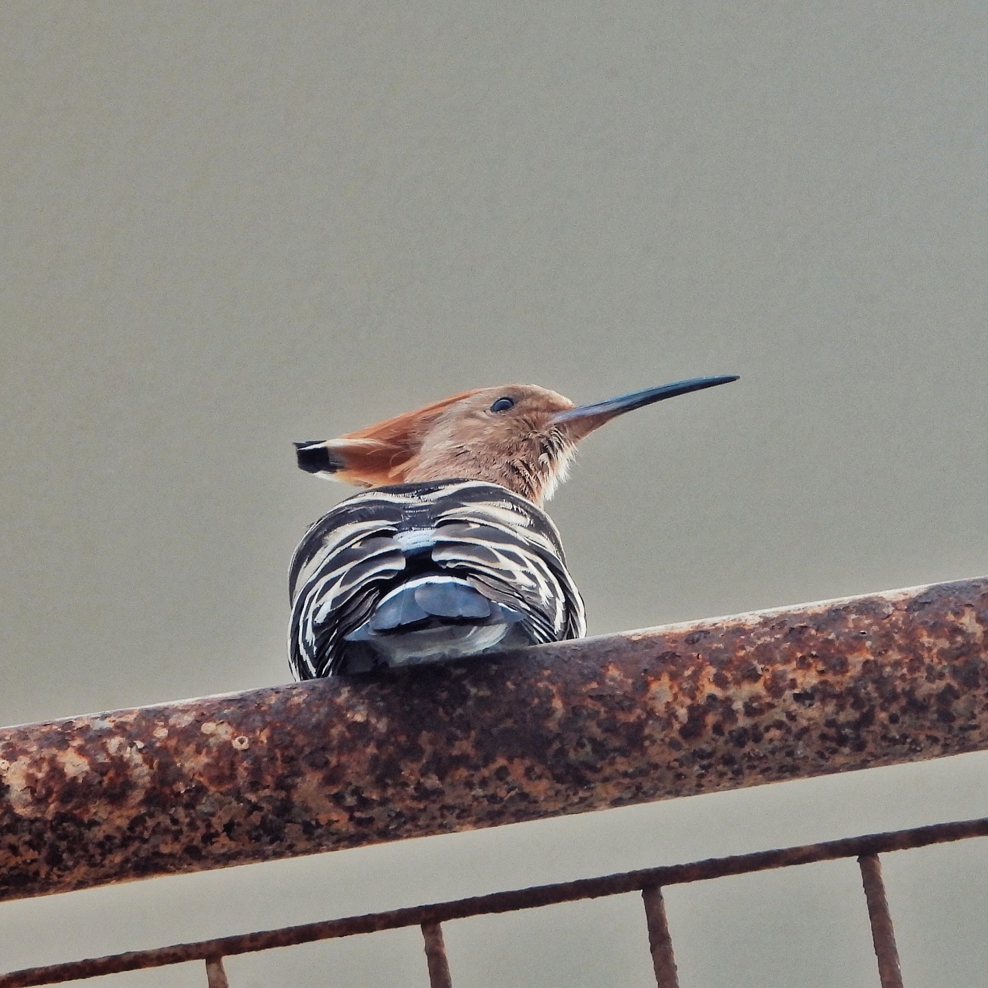 Eurasian Hoopoe 15