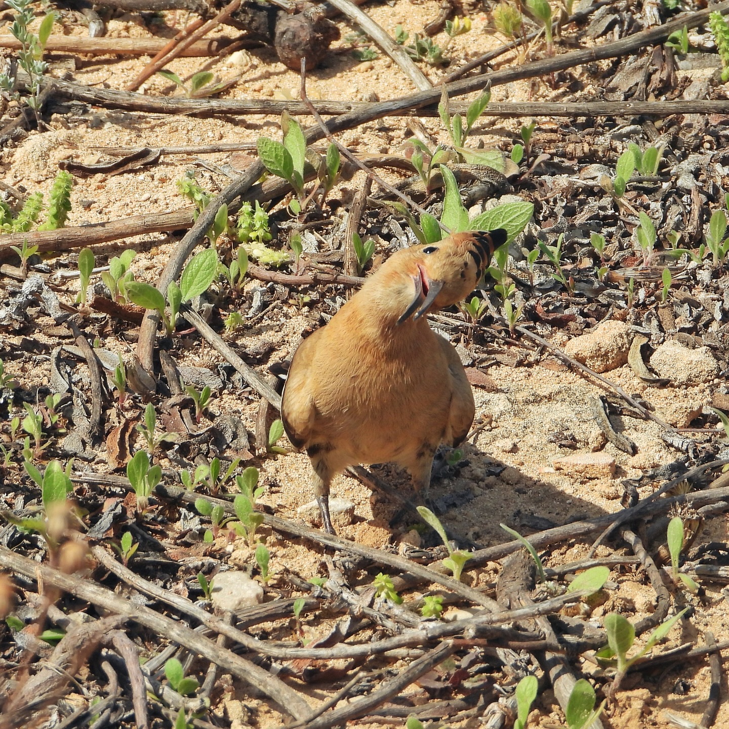 Eurasian Hoopoe 16