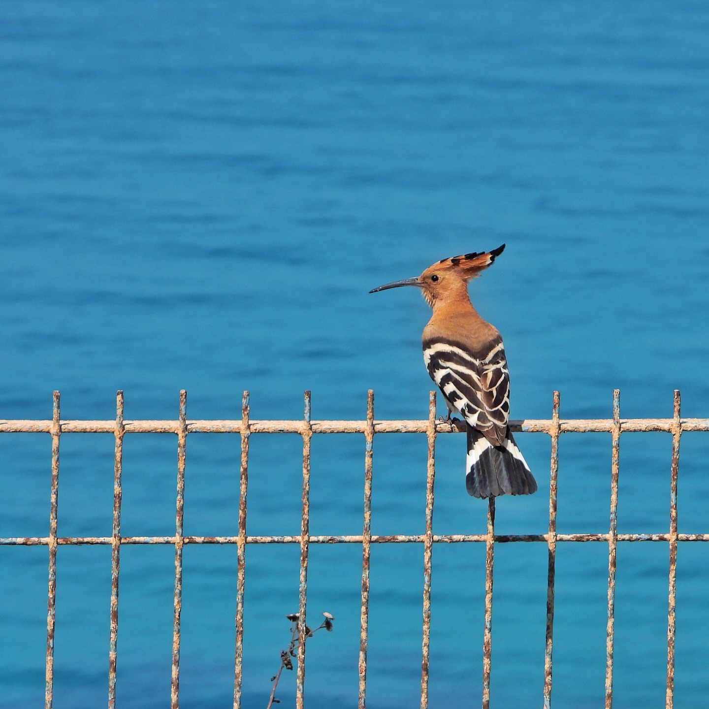 hoopoes