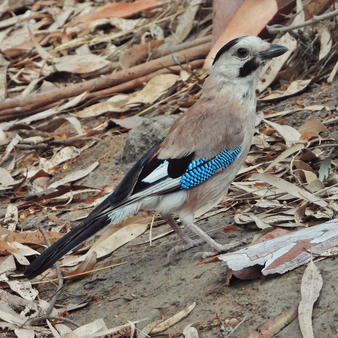 Eurasian Jay 18