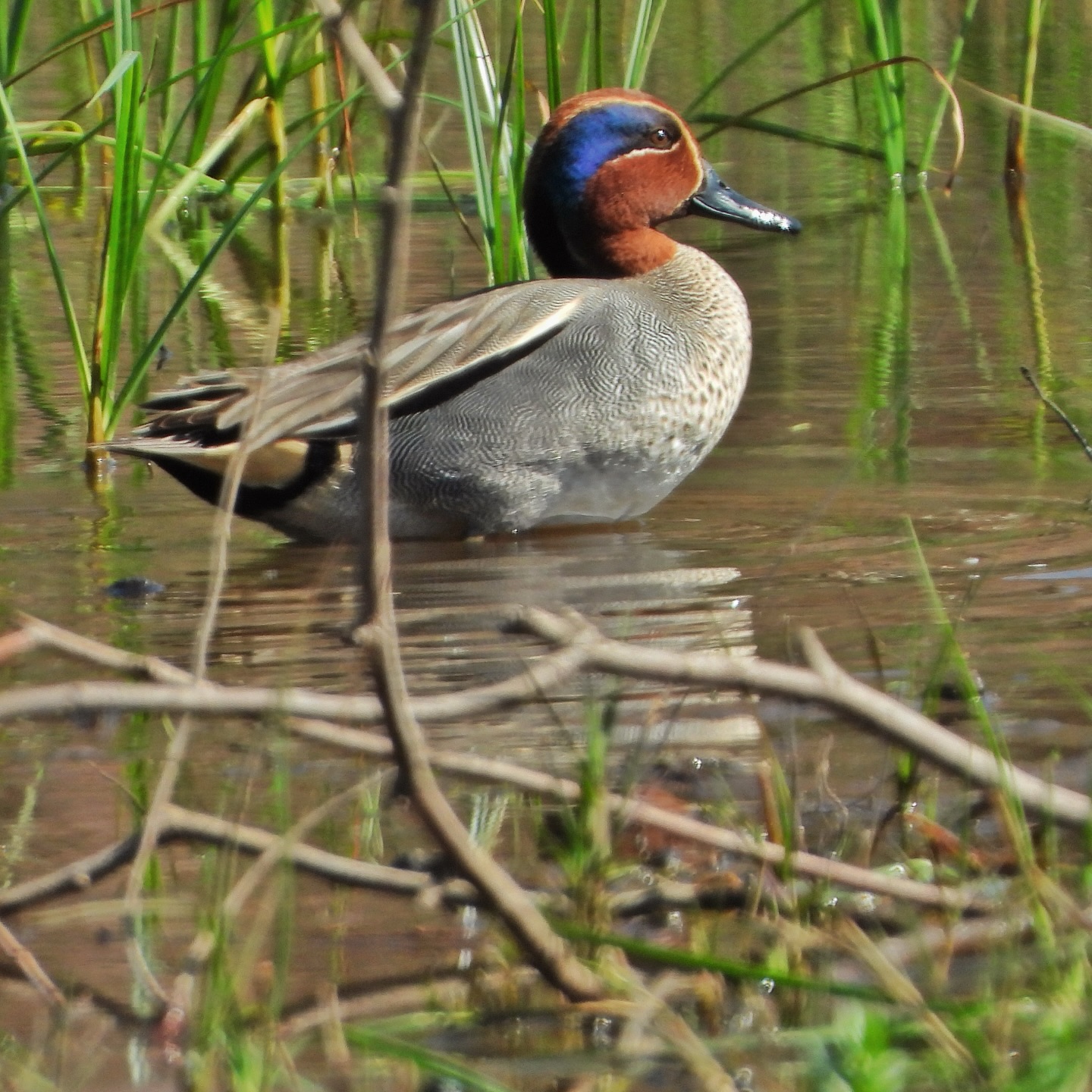 Eurasian Teal
