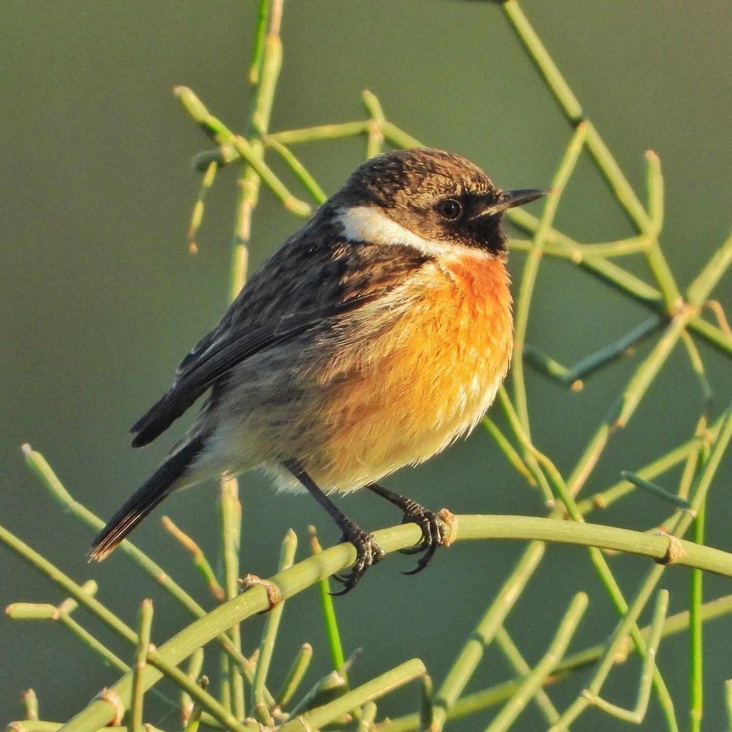 European Stonechat 12