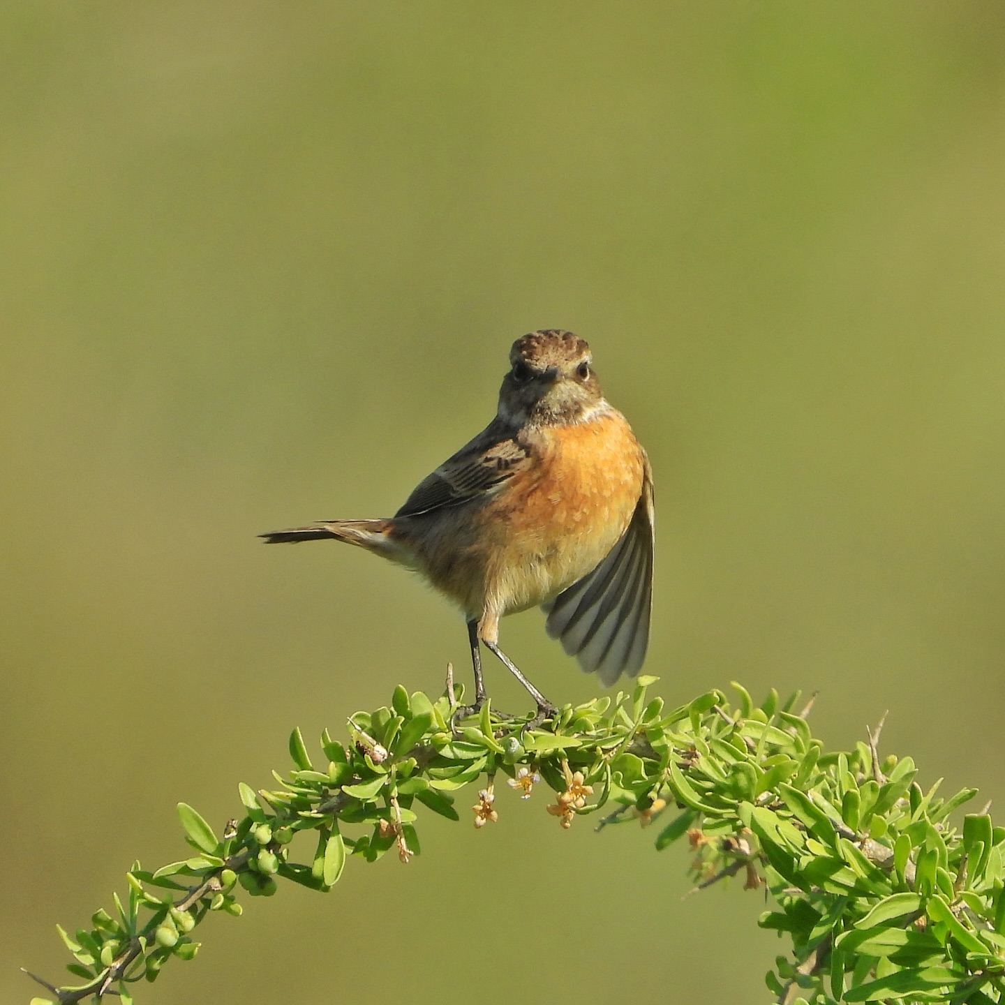 European Stonechat 13