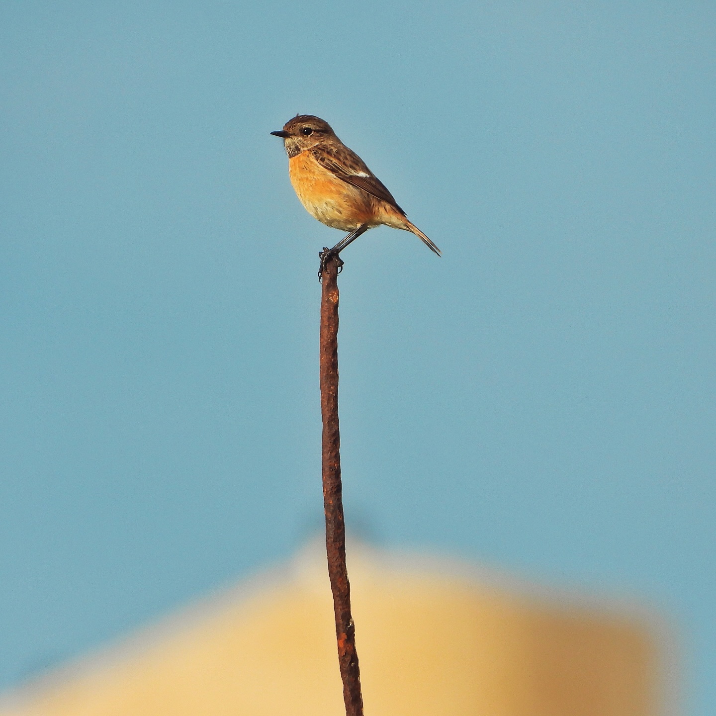 European Stonechat 14
