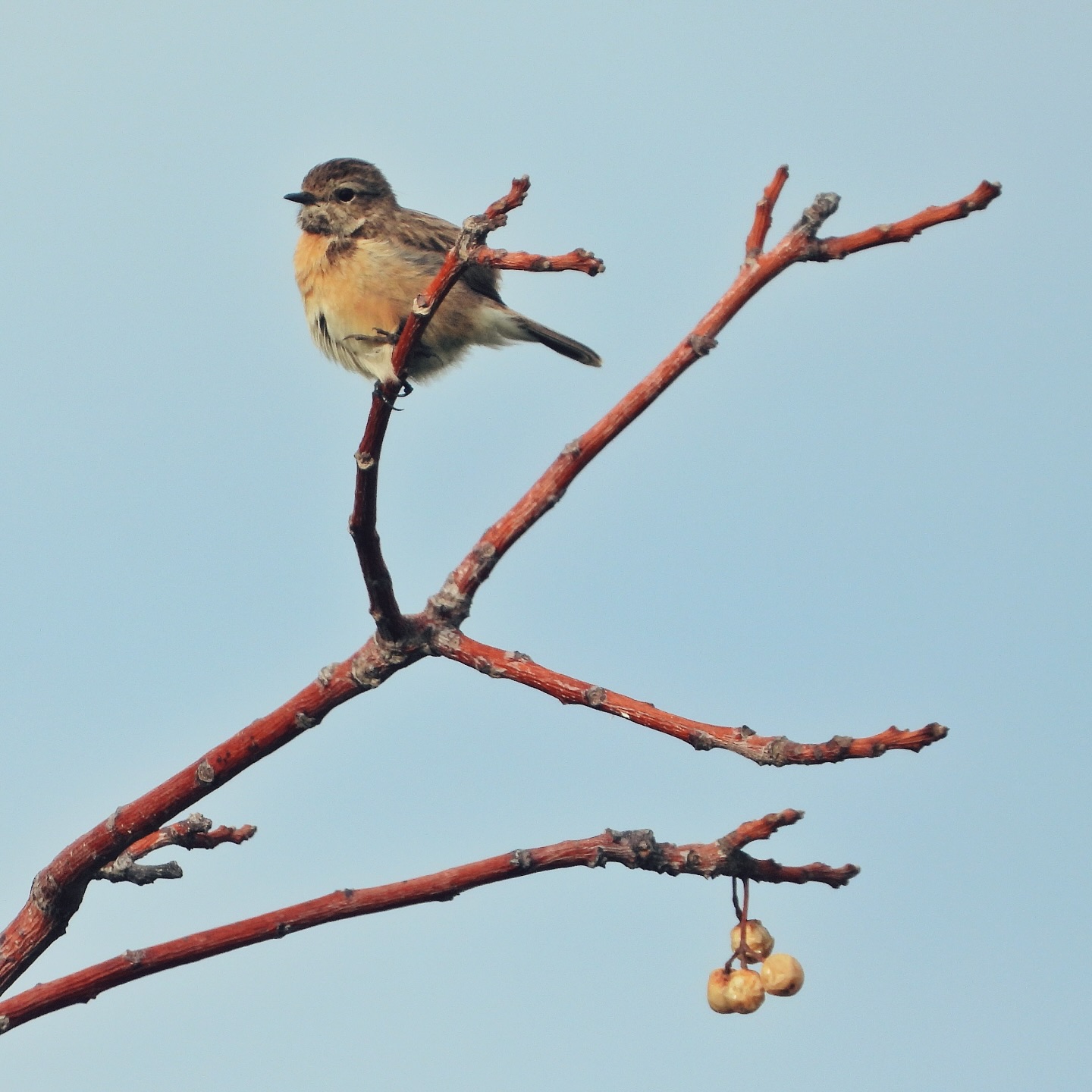 European Stonechat 15