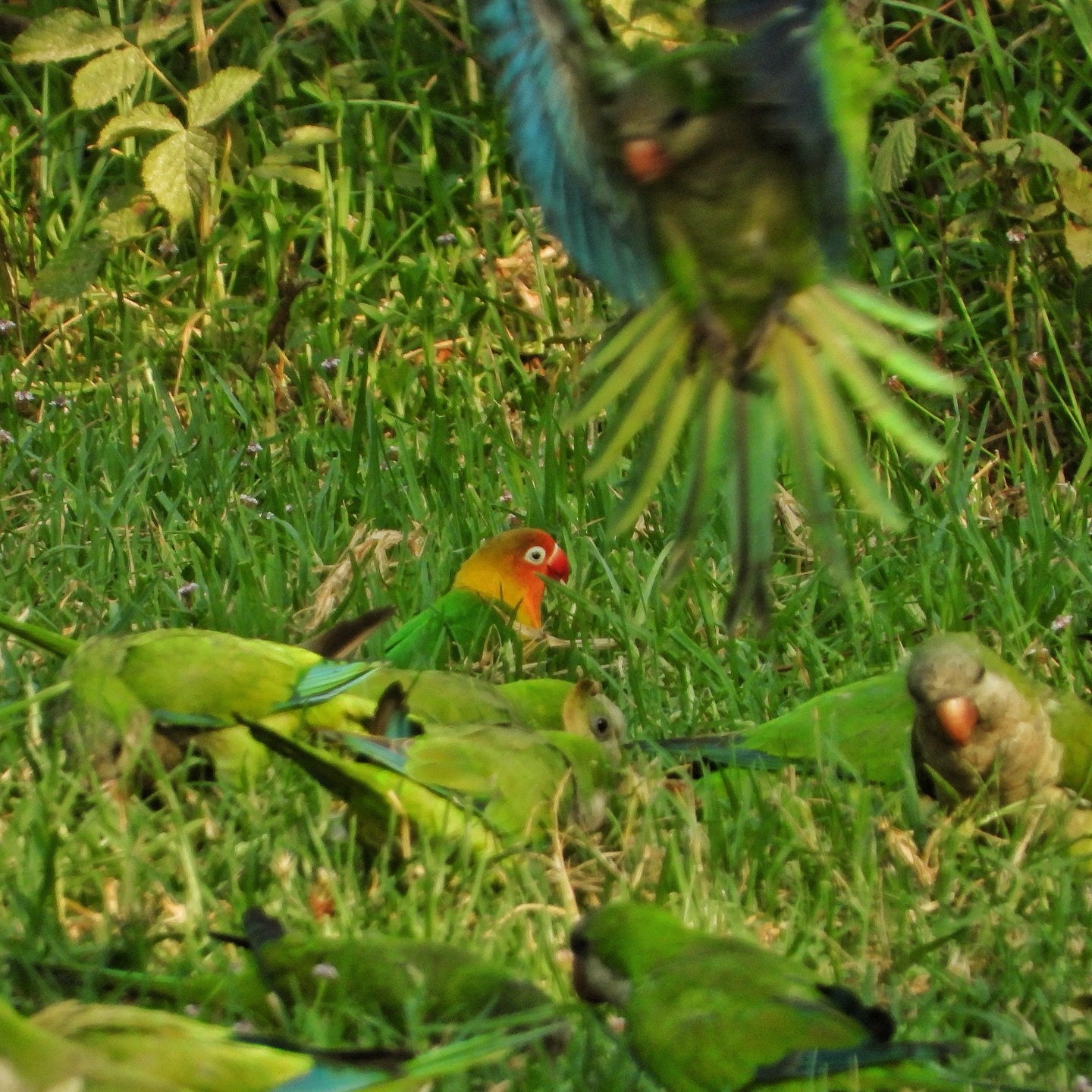Fischers Lovebird Monk Parakeet 1