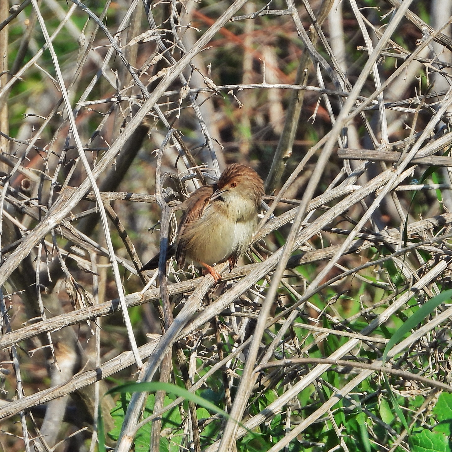 Graceful Prinia 10