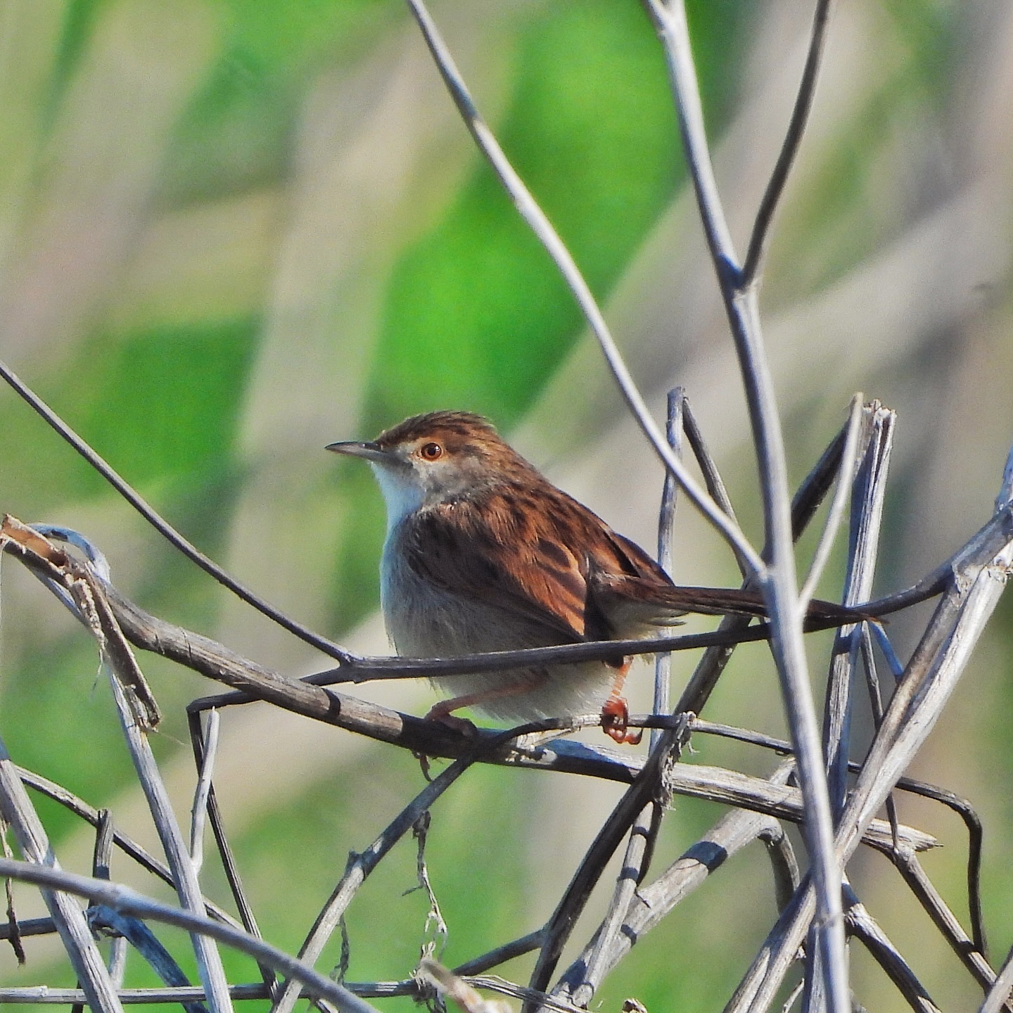 Graceful Prinia 11