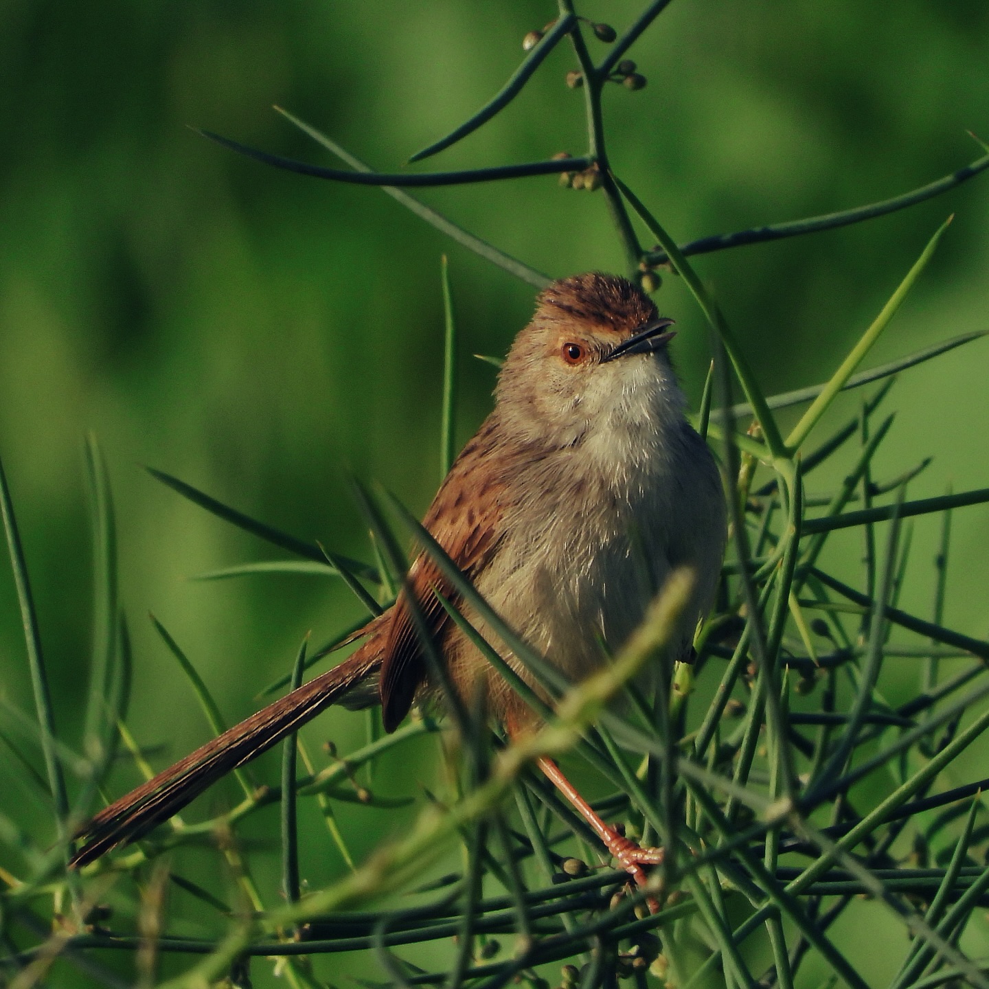 Graceful Prinia 12