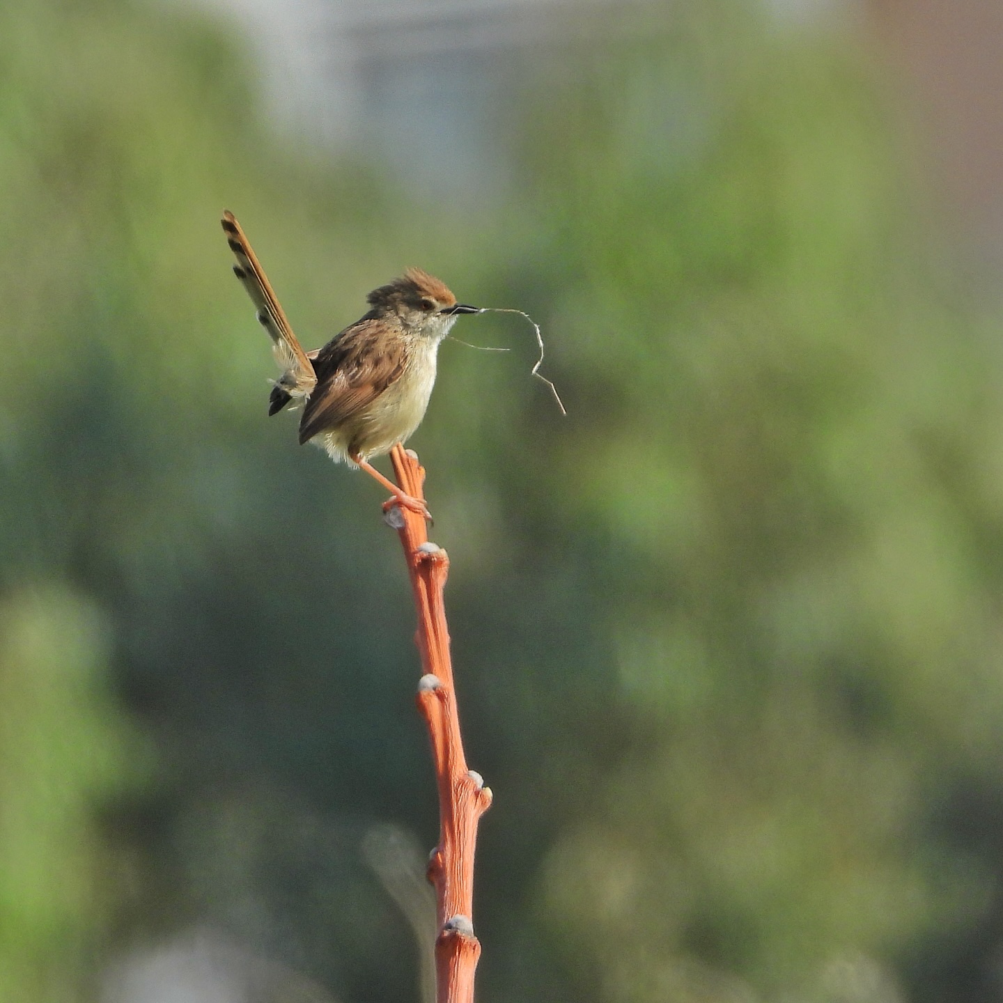 Graceful Prinia 13