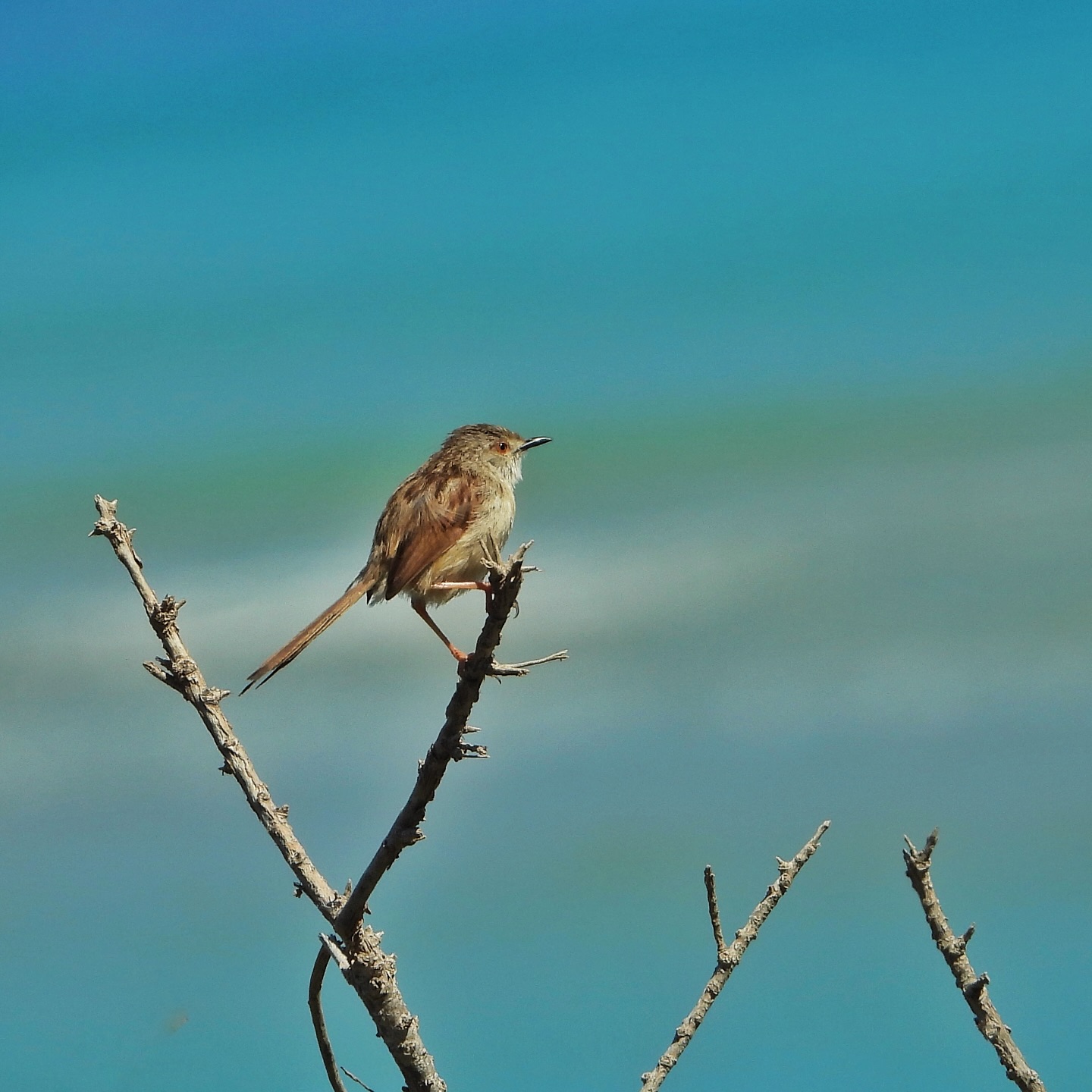 Graceful Prinia 14