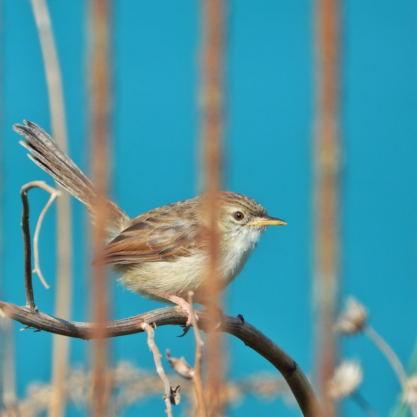 Graceful Prinia 15
