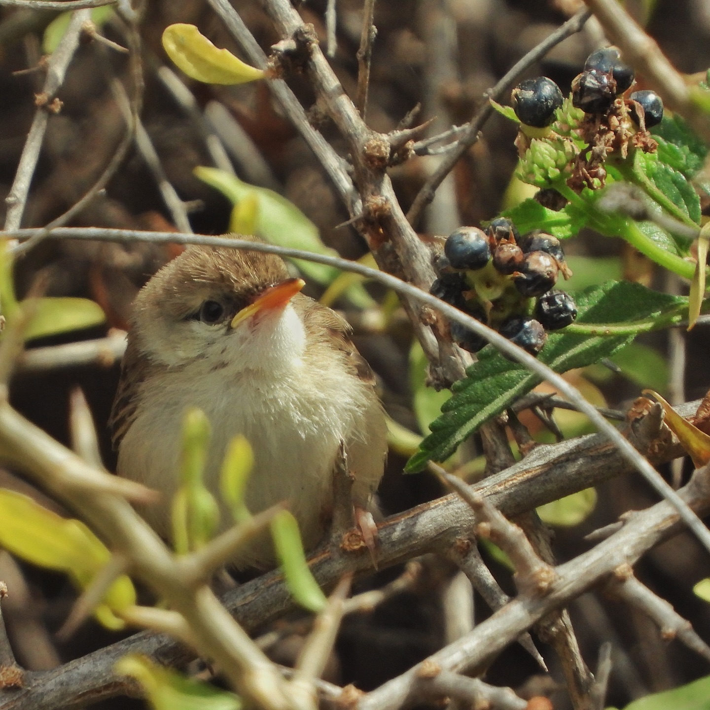 Graceful Prinia 16