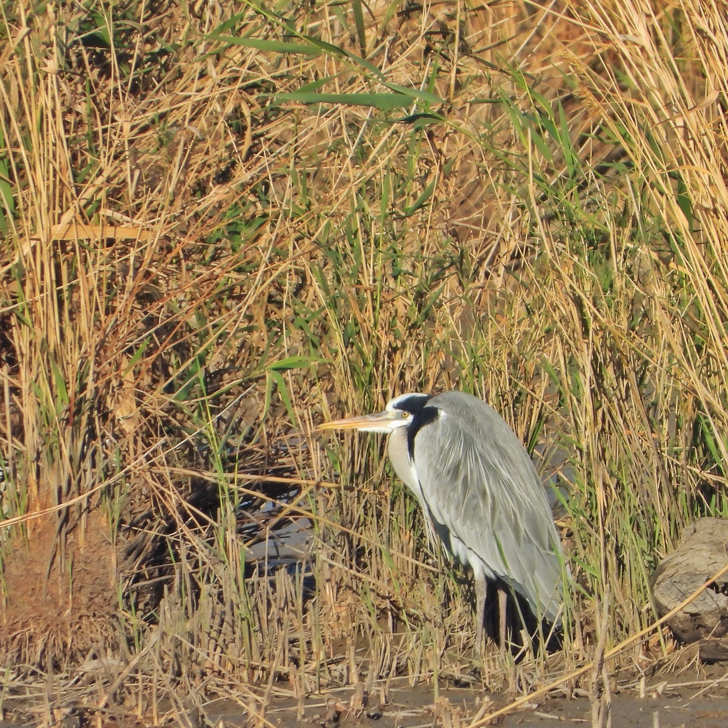 Gray Heron