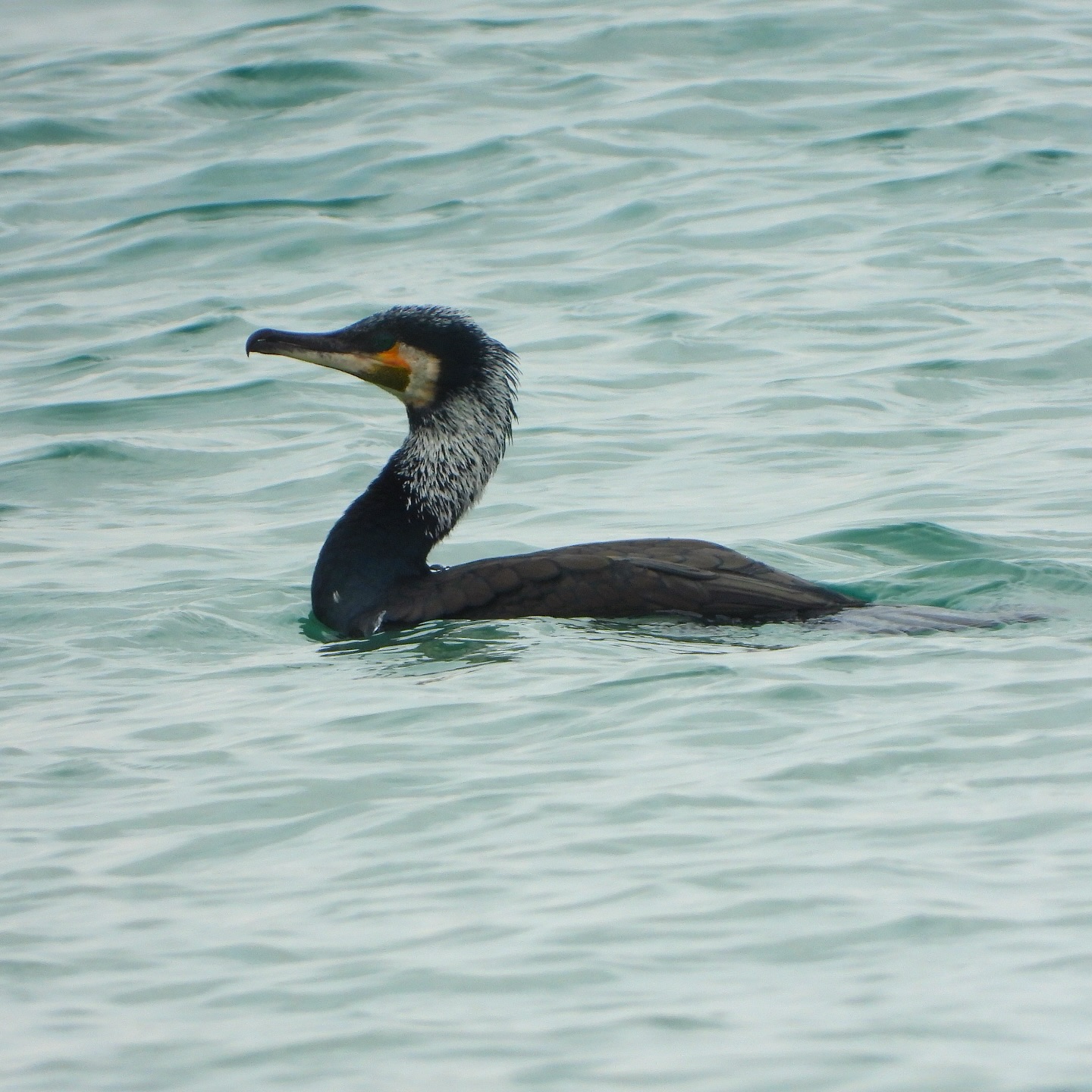 Great Cormorant 4
