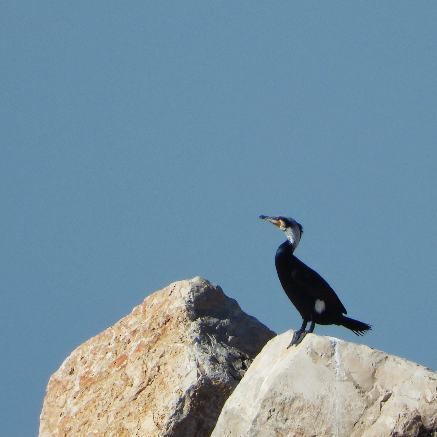cormorants