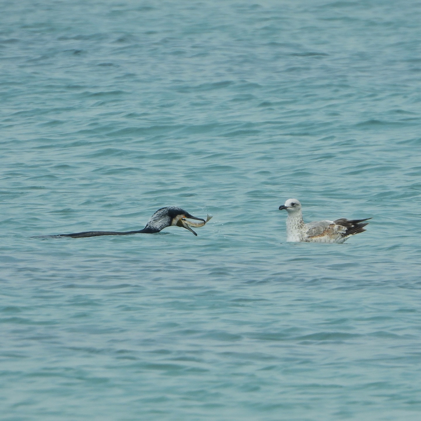 Great Cormorant Armenian Gull 1