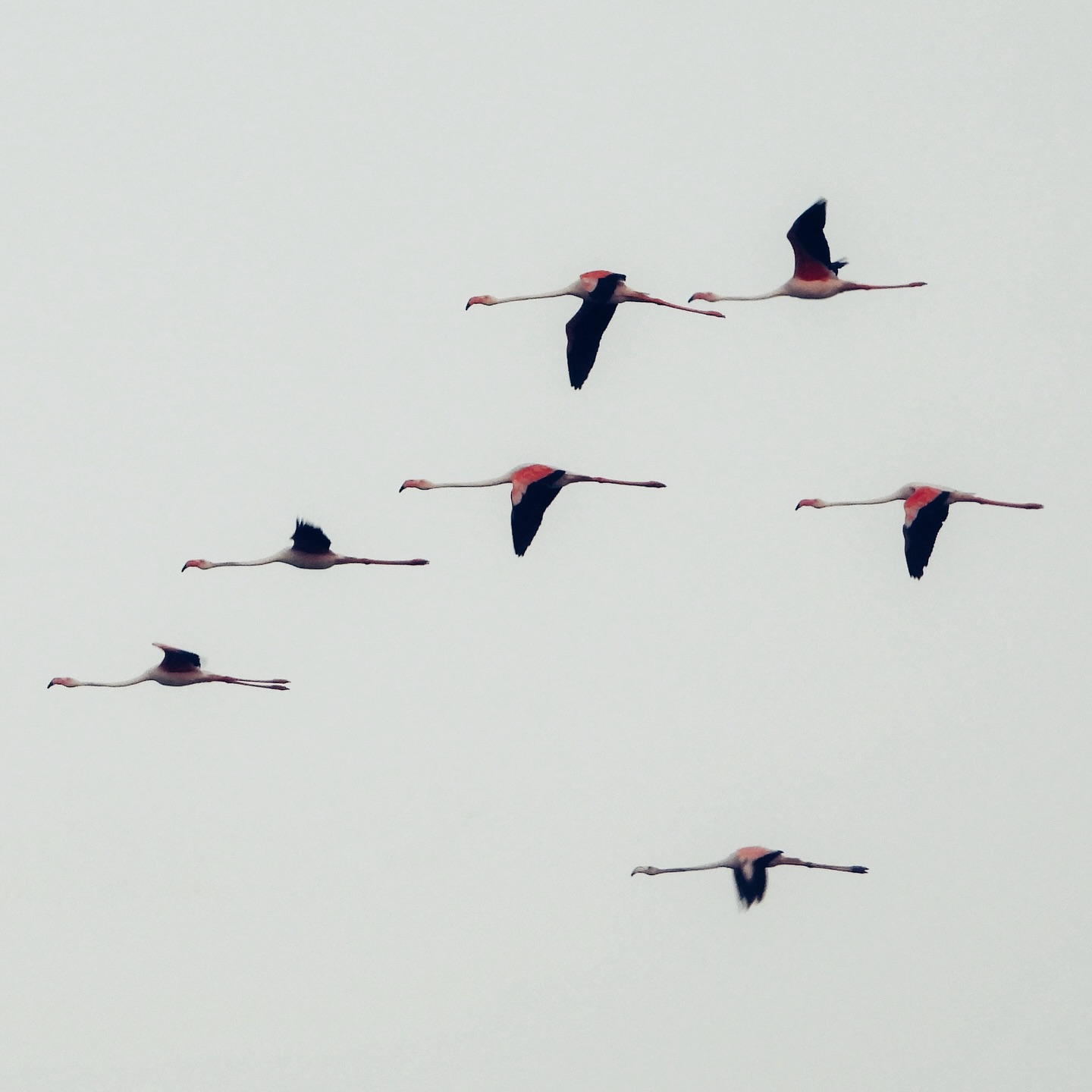 Greater Flamingo 2