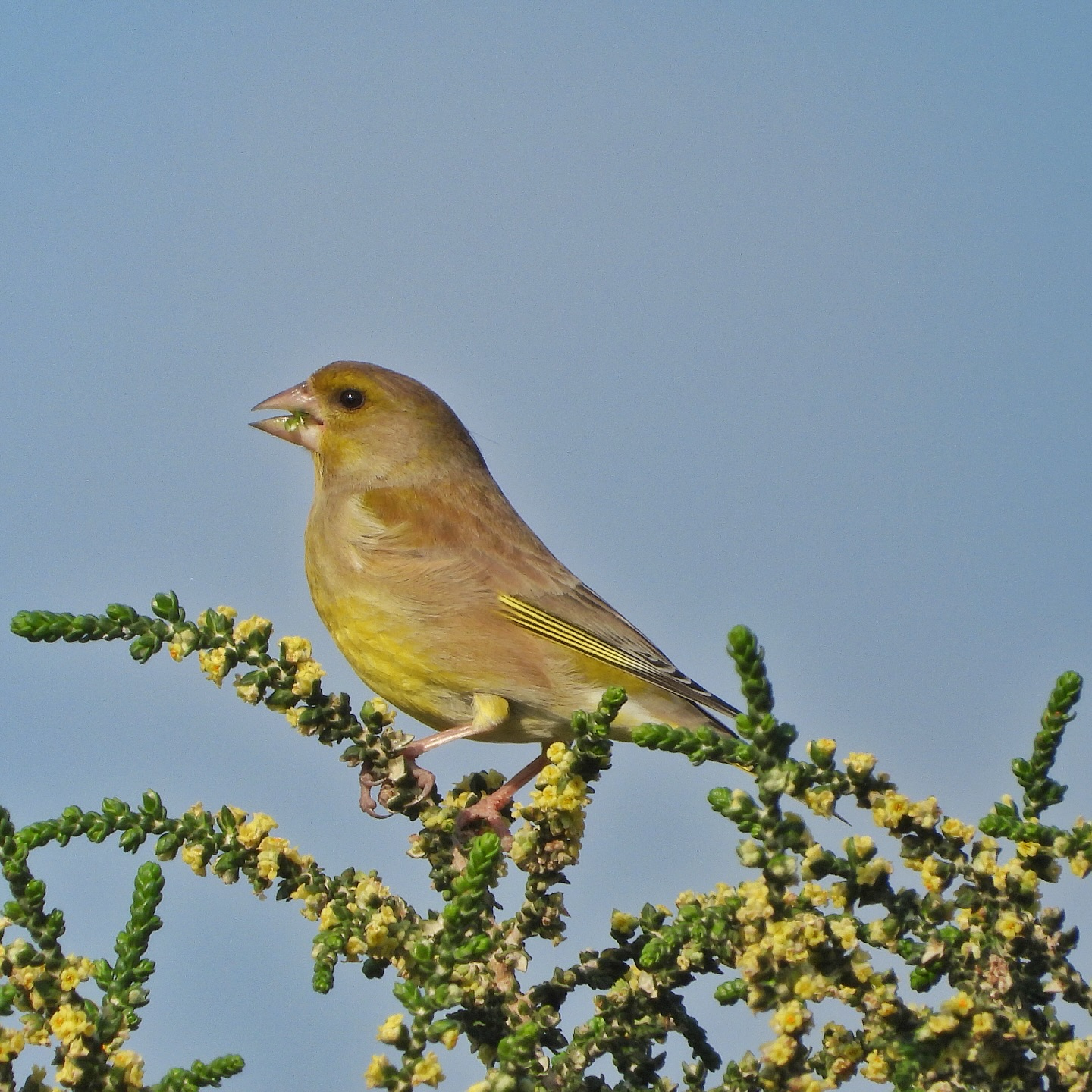 Greenfinch 16