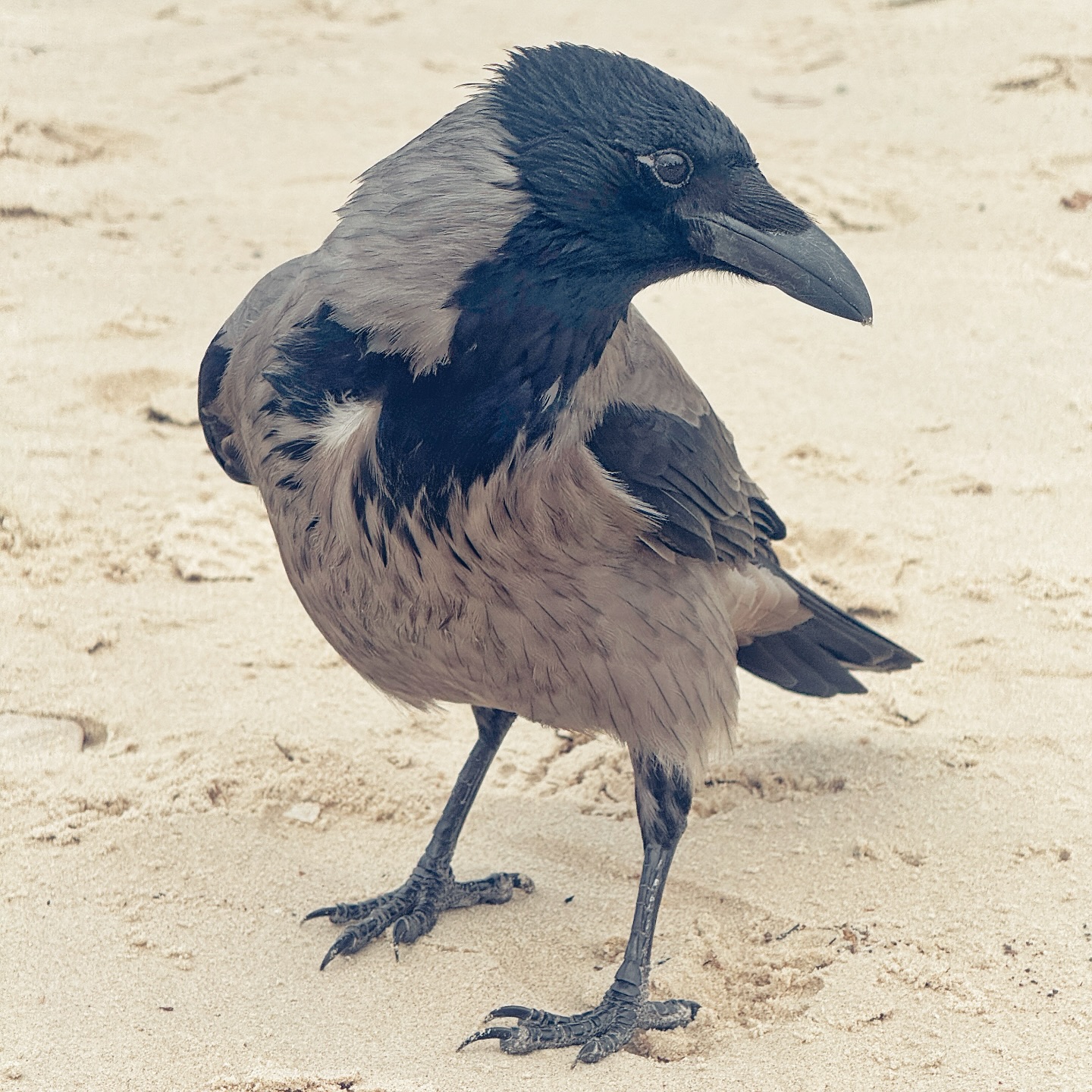 Hooded Crow 55