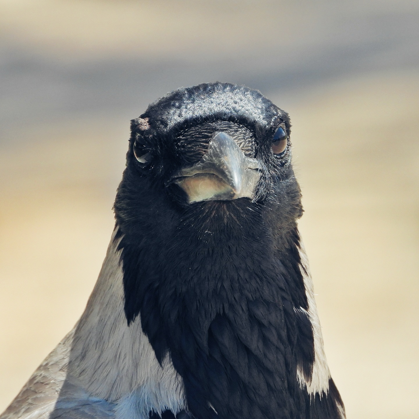 Hooded Crow 56