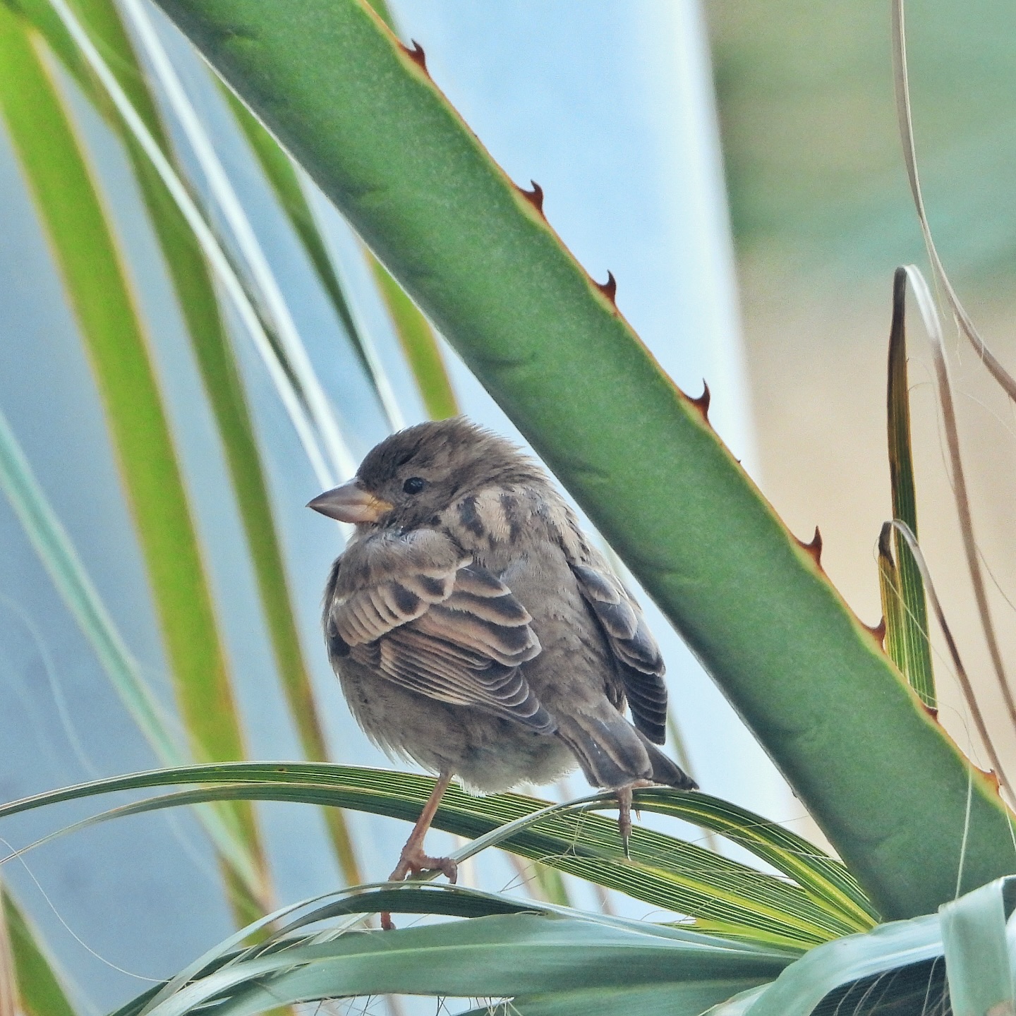 House Sparrow 27