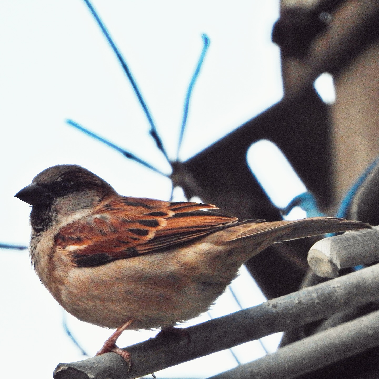 sparrows