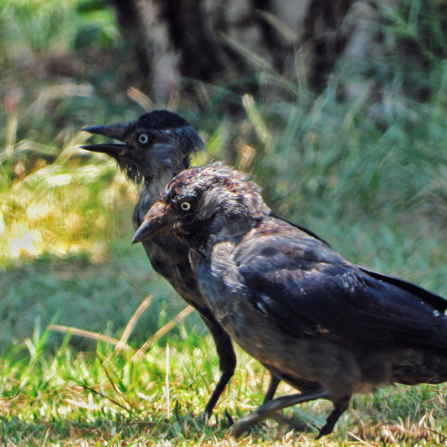 corvidae