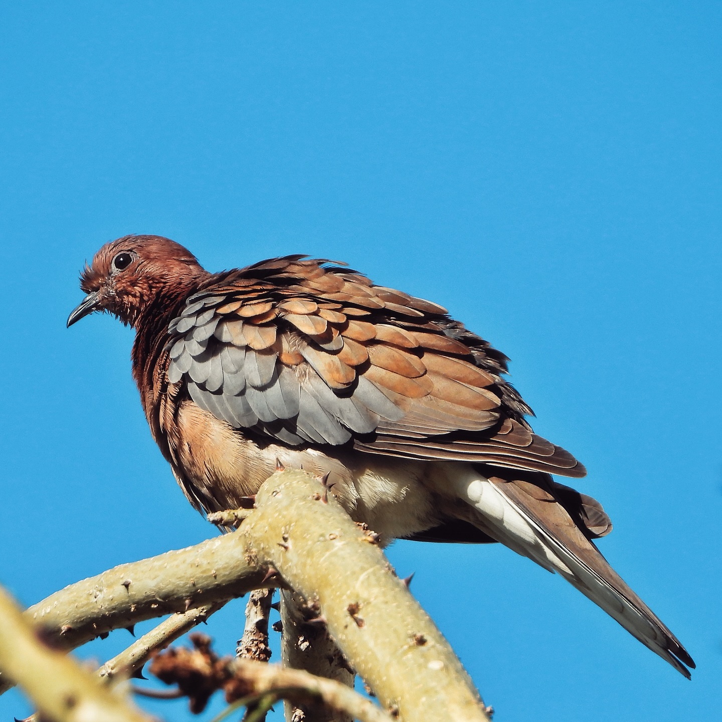 Laughing Dove 14