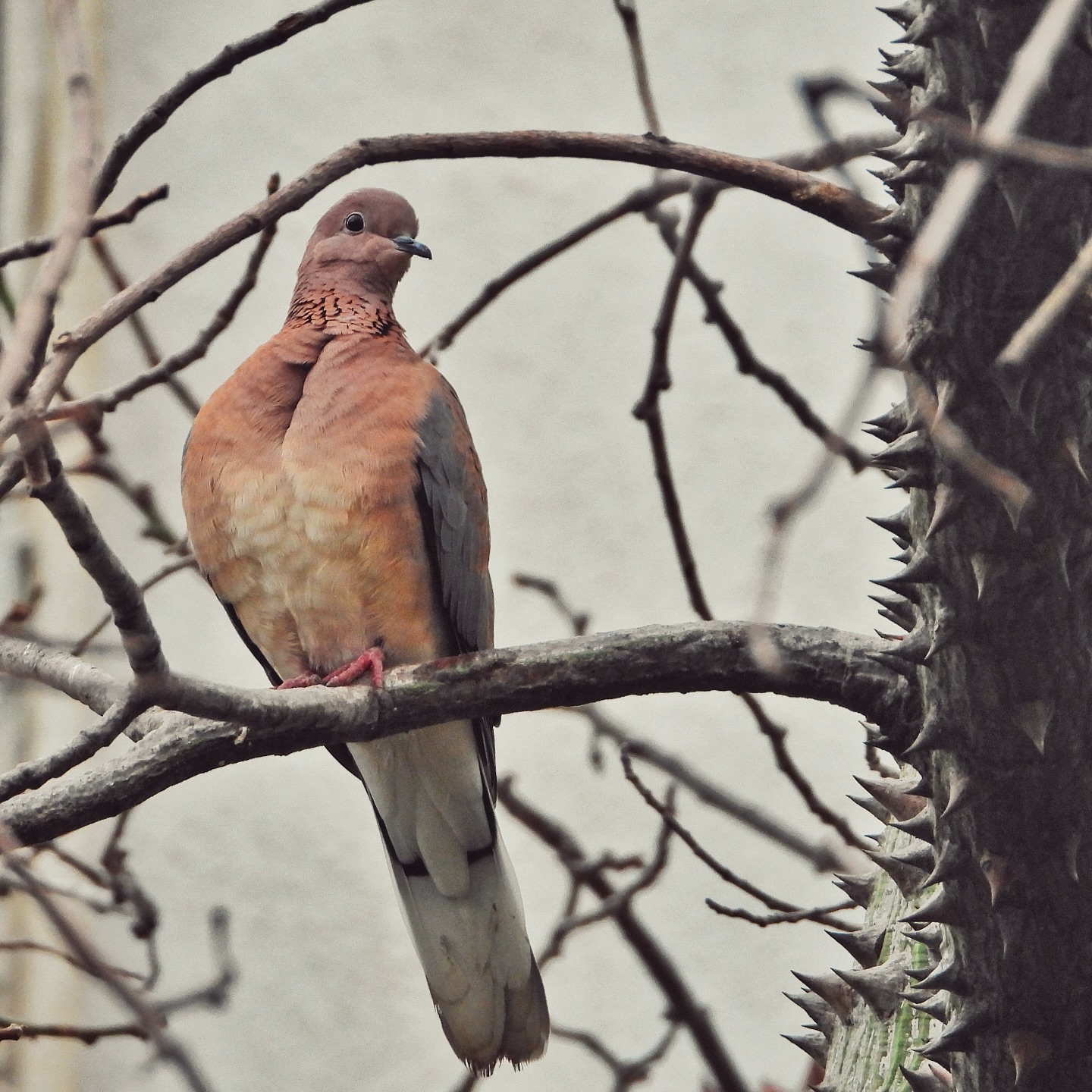 Laughing Dove 15