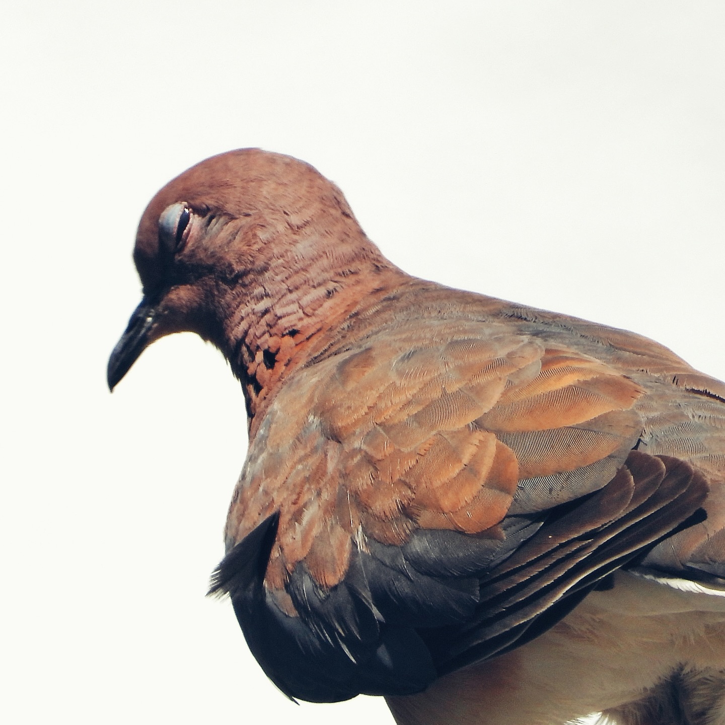 Laughing Dove 16