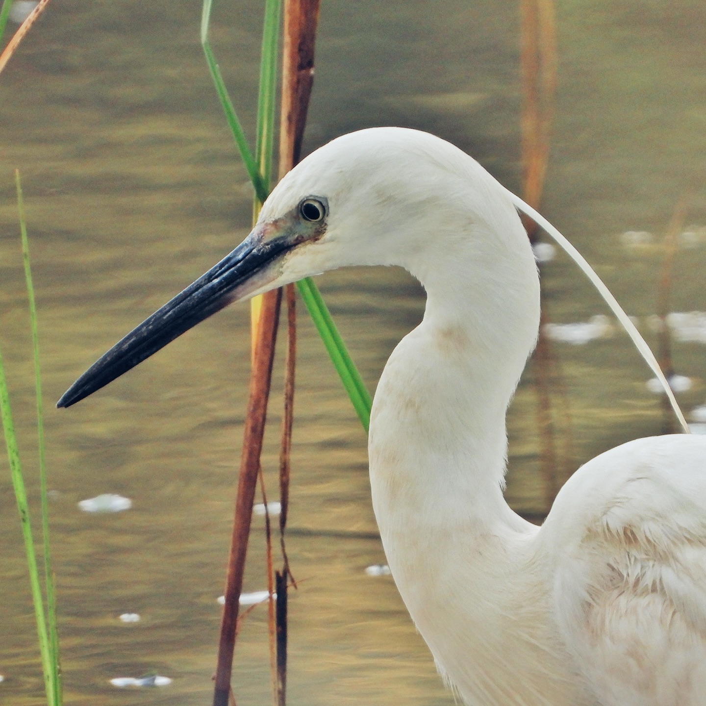 Little Egret 12