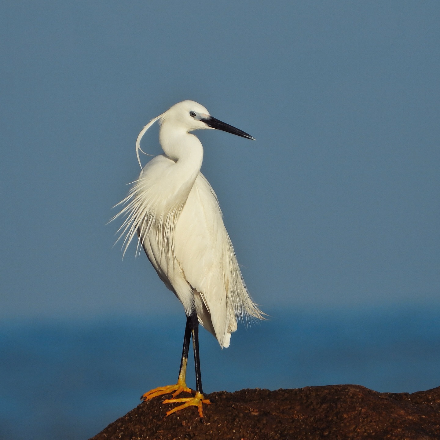 Little Egret 13