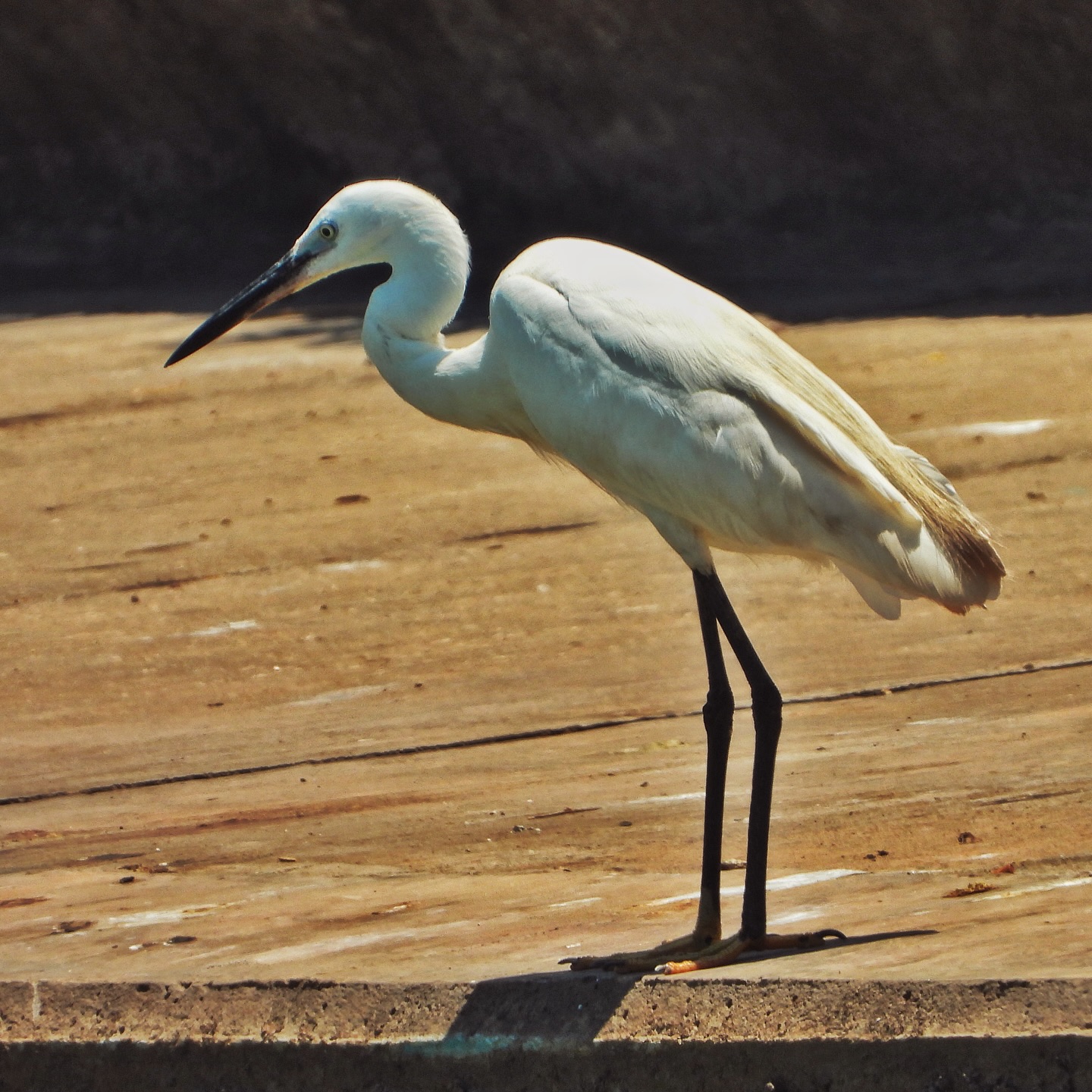Little Egret 15