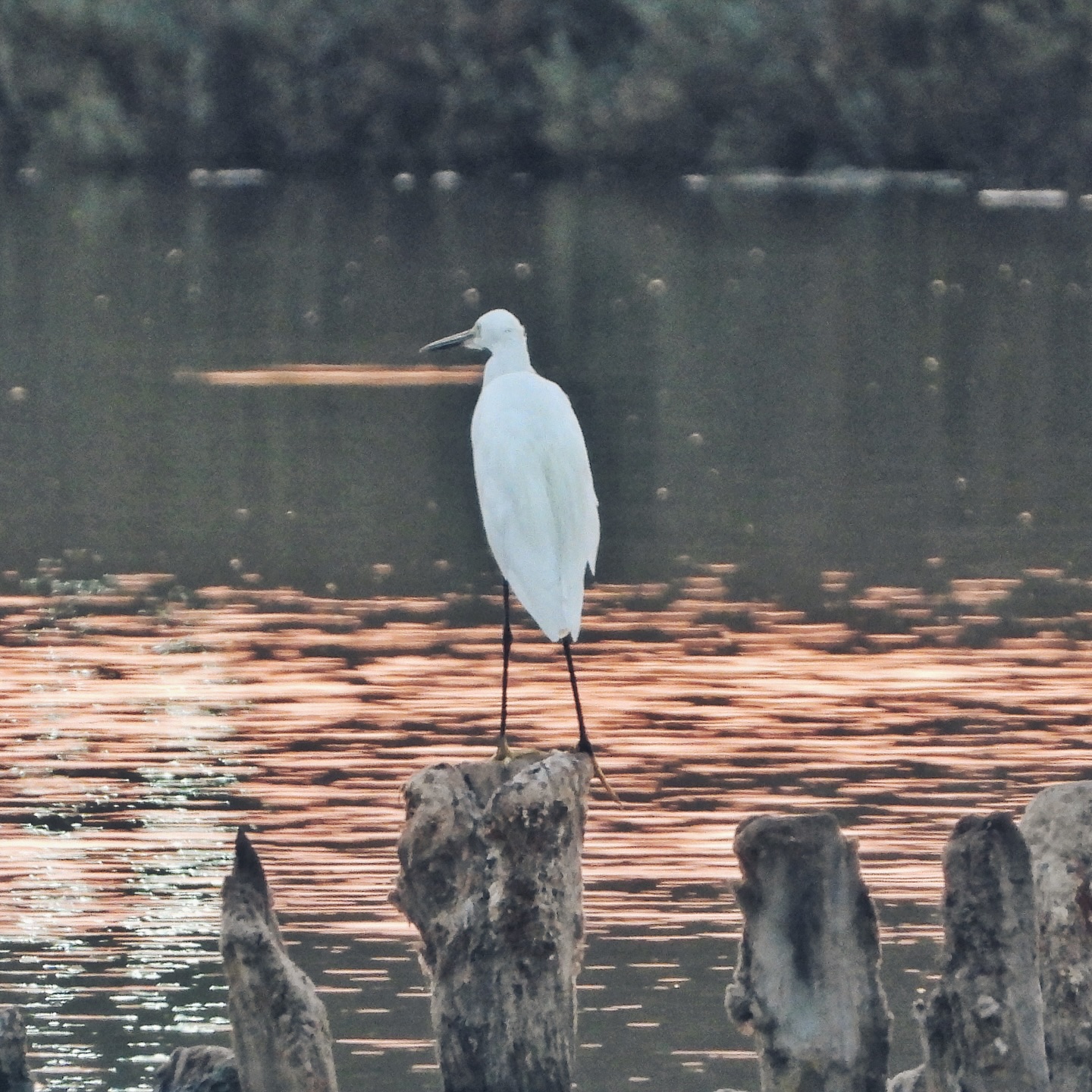 Little Egret 16