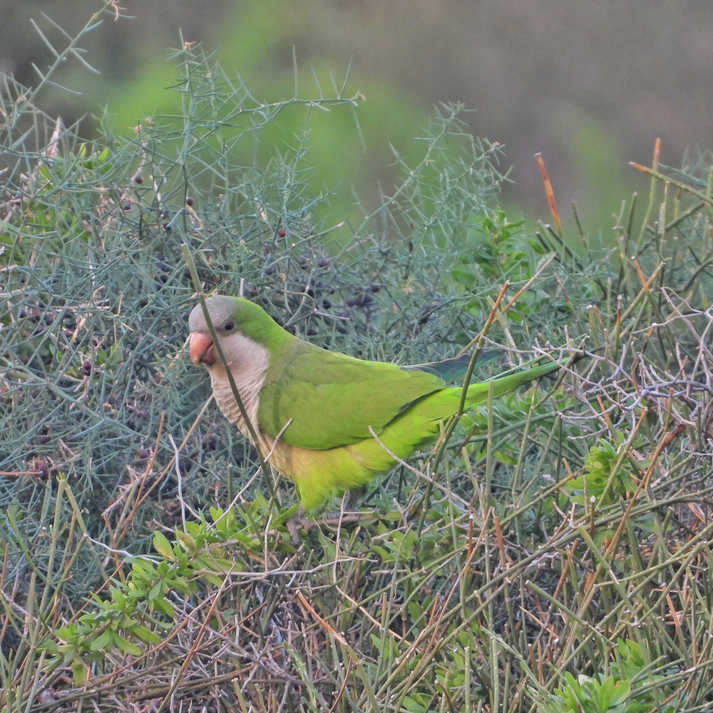Monk Parakeet 18
