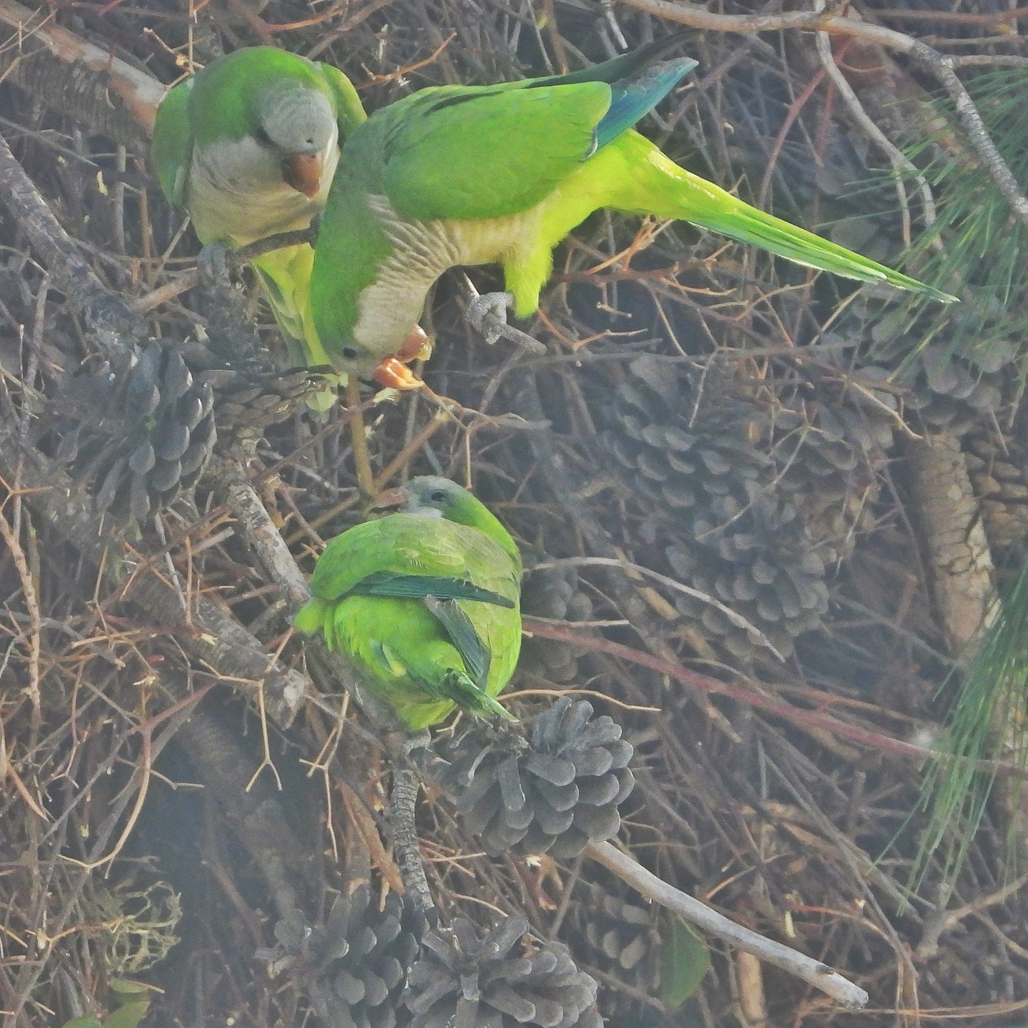 Monk Parakeet 19